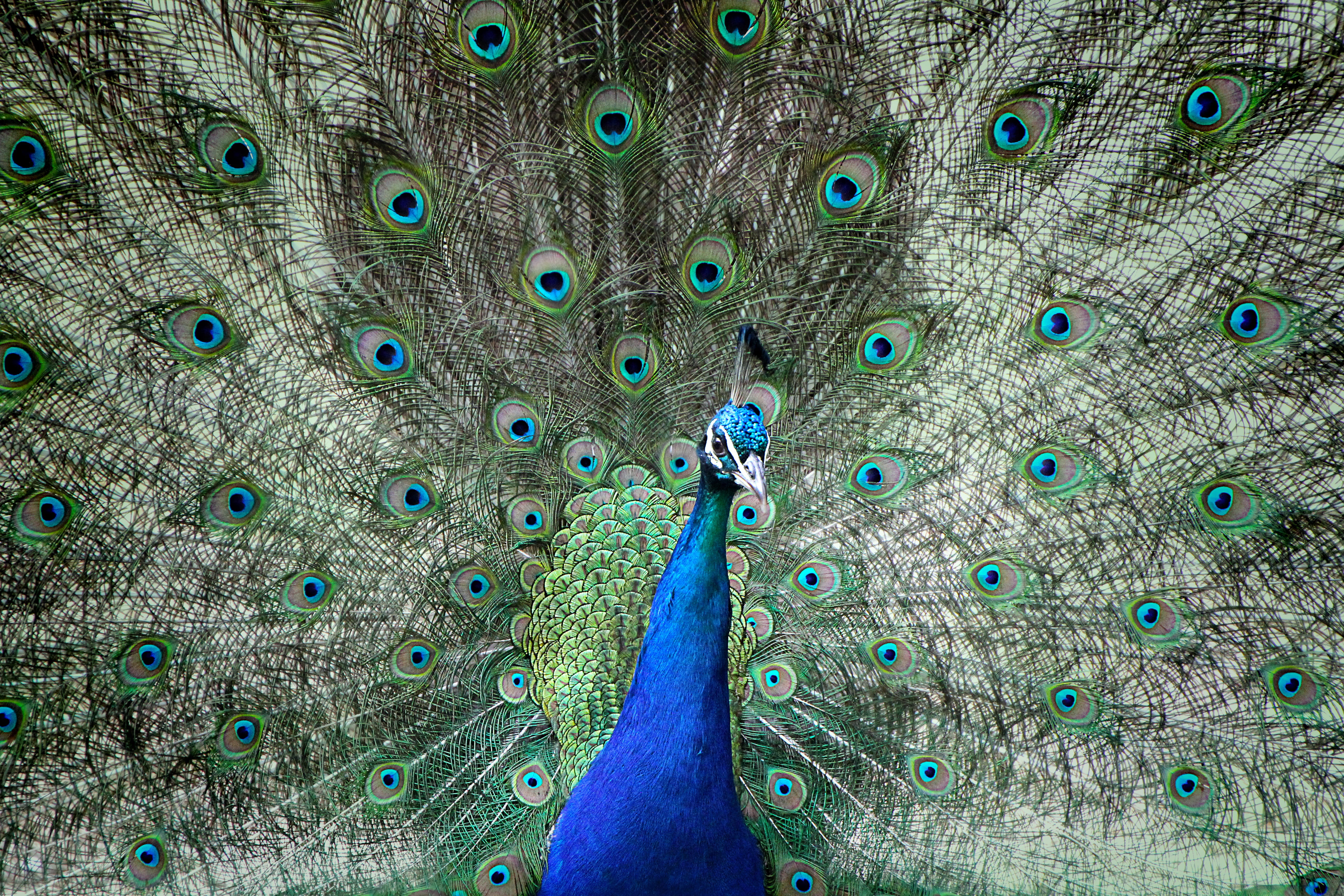 beauty, beauty in nature, feather, male peacock, backgrounds, nature, animal head, blue, 5K, fanned out, spring dress, outdoors, animal, vertebrate, Peacock, HD Wallpaper
