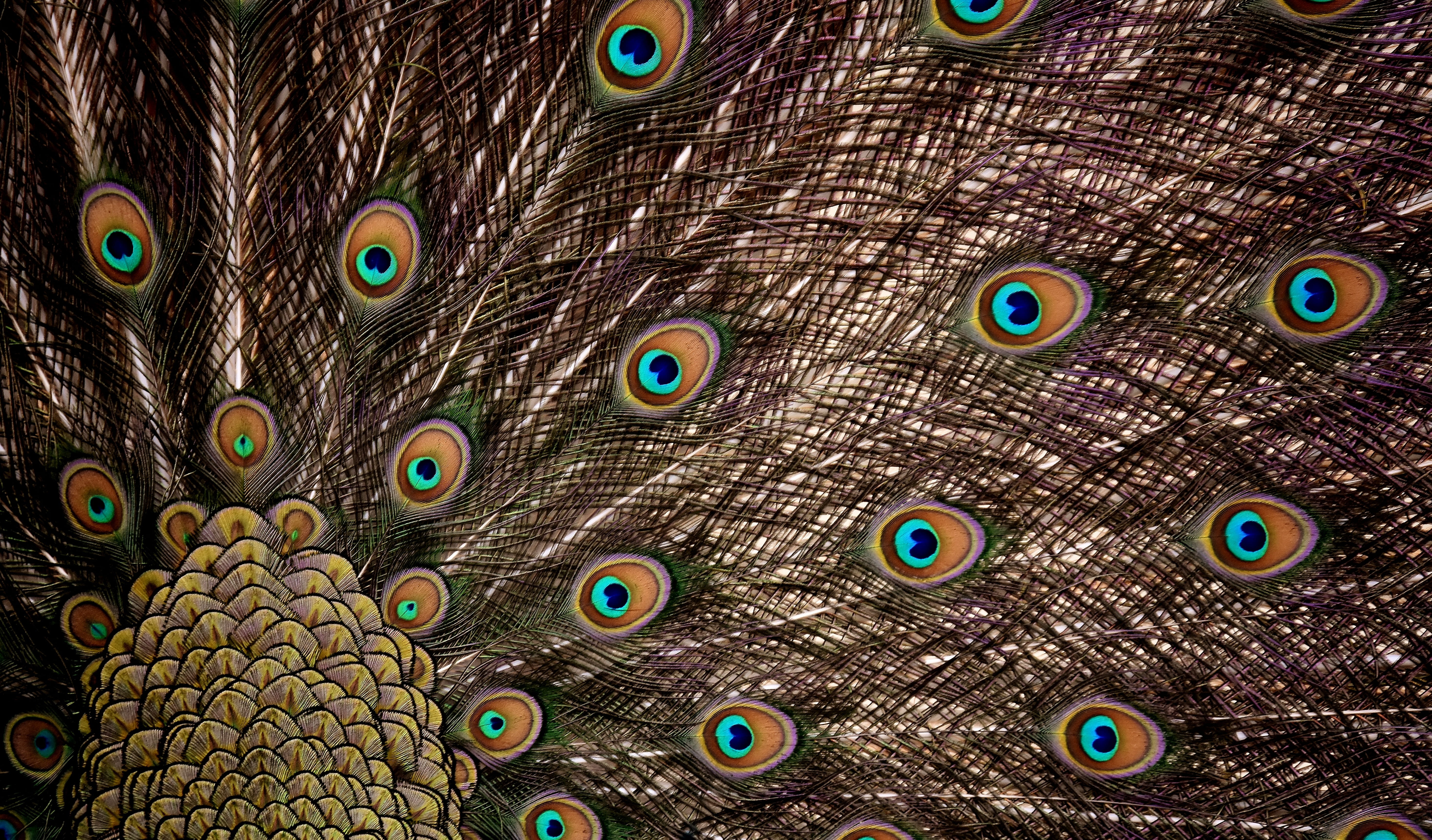 backgrounds, full frame, vertebrate, animal neck, wheel, fanned out, beat rad, wildlife photography, day, animal themes, animal head, no people, gorgeous, HD Wallpaper