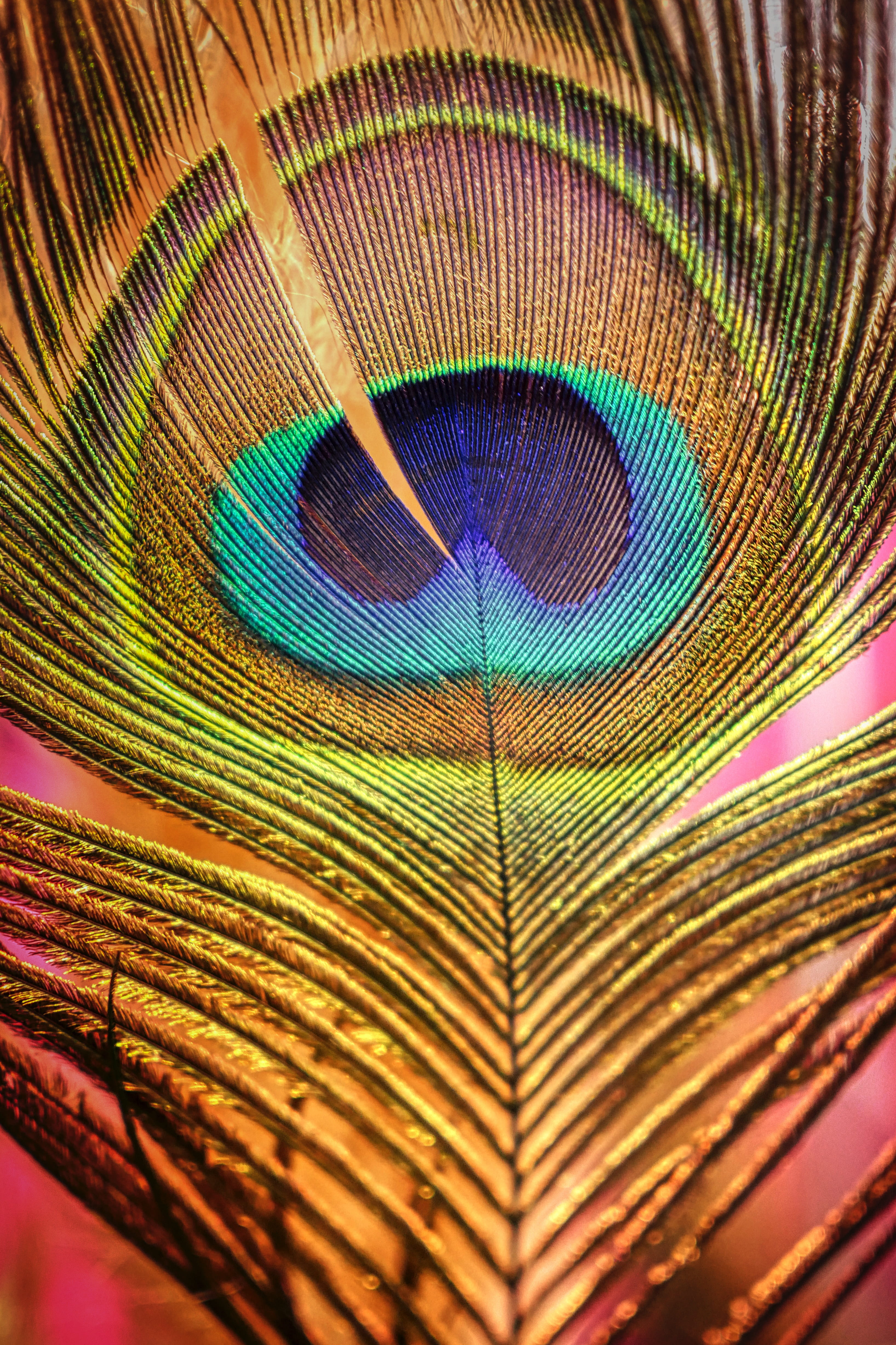 ornate, vertebrate, natural pattern, blue, studio shot, lightweight, plumage, feather, fragility, nature, multi colored, color, backgrounds, close-up, full frame, Phone HD Wallpaper