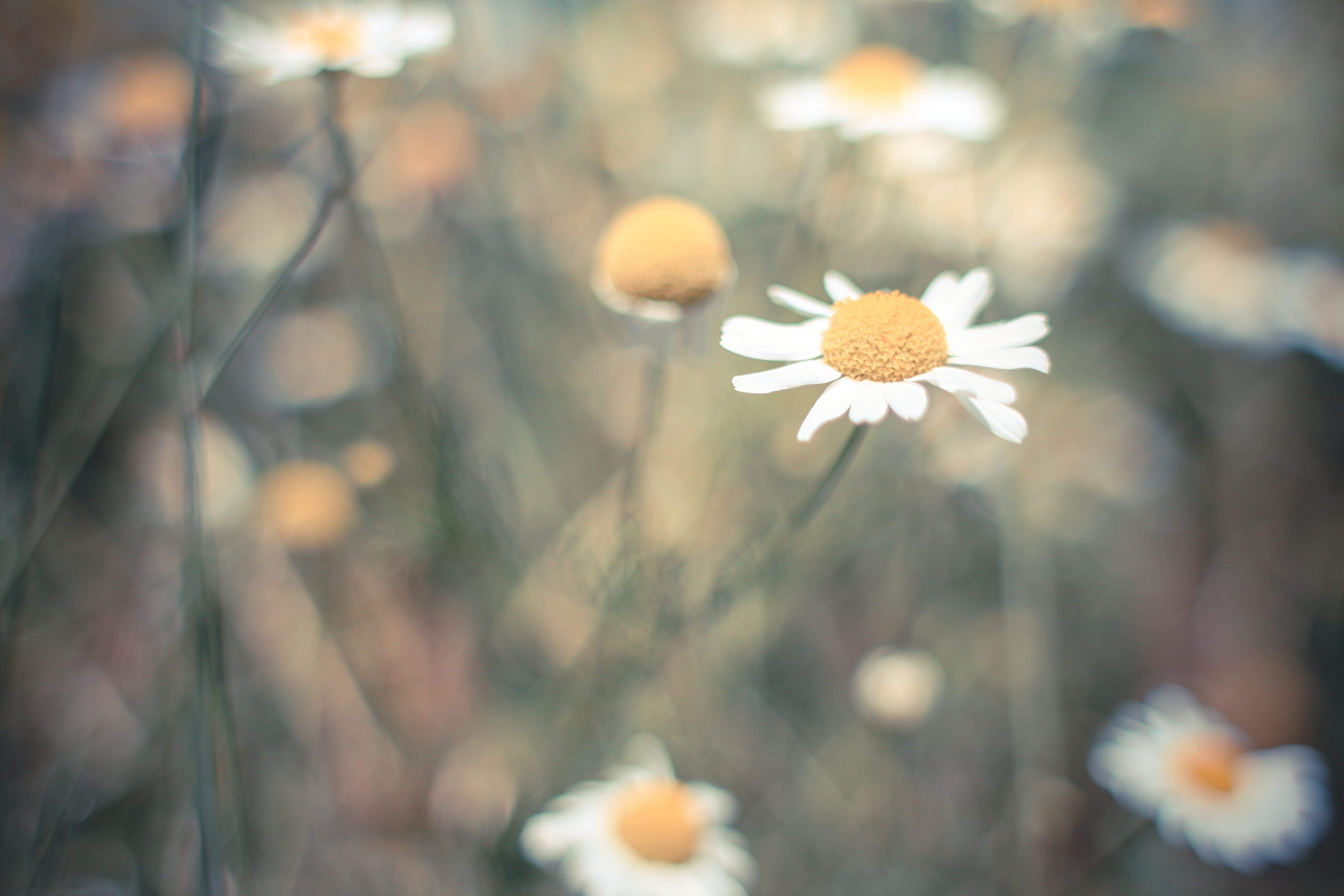 backgrounds, flower, inflorescence, flower head, sunlight, vulnerability, 4K, defocused, selective focus, yellow, white color, no people, close-up, meadow, HD Wallpaper