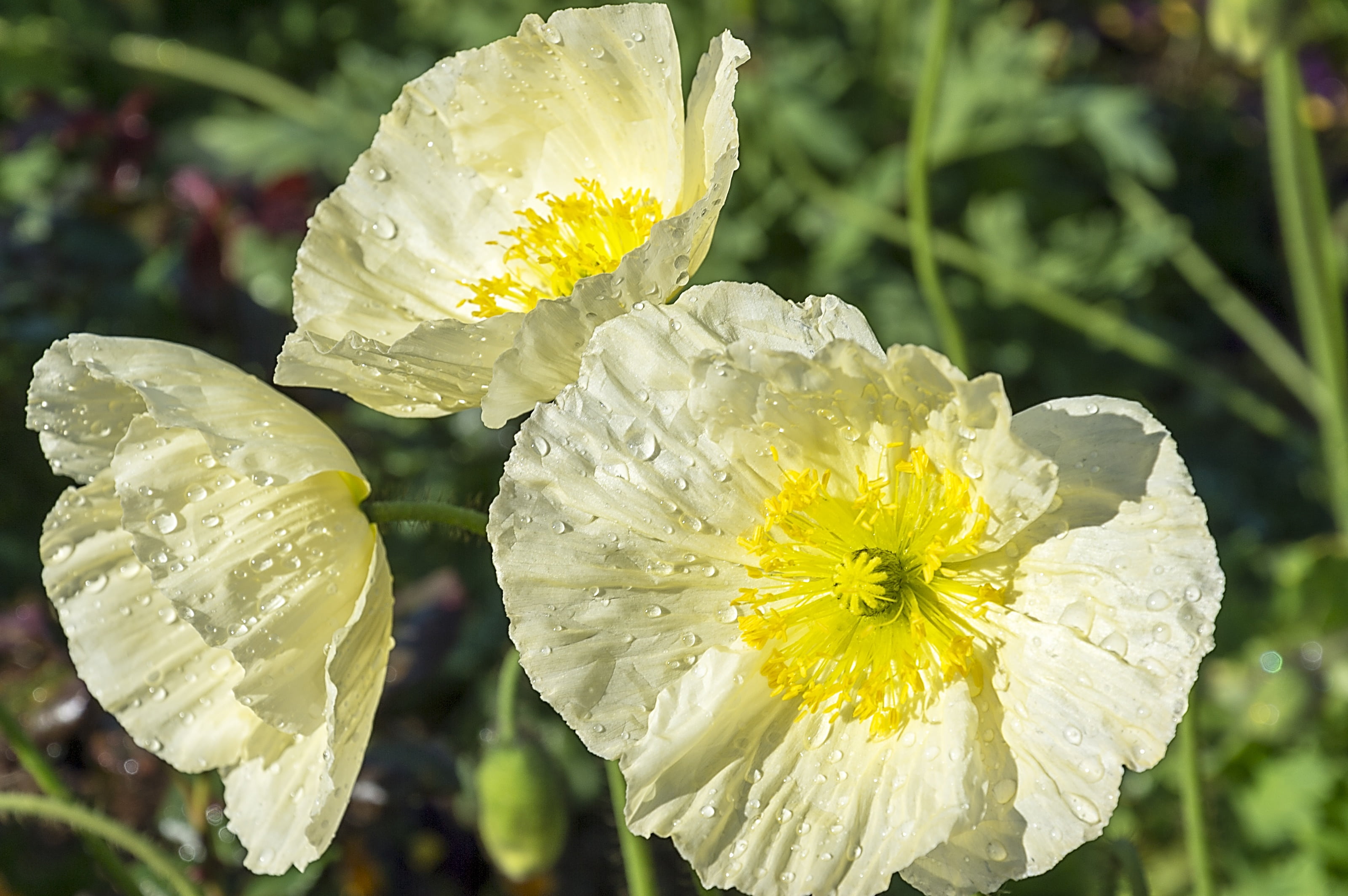 vulnerability, no people, blooming, fragility, texture, plant, freshness, yellow, relaxing, water, decoration, colorful, photography, flower head, poppy, HD Wallpaper