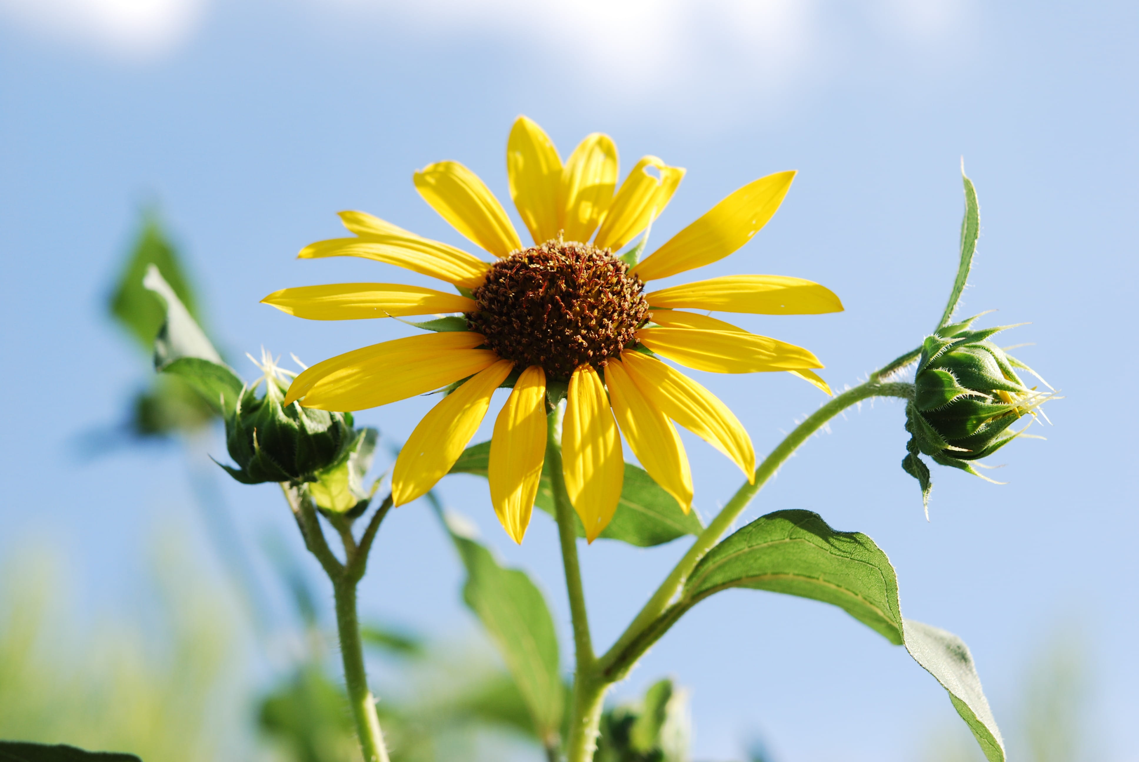 wild plants, freshness, petal, flower head, pollen, vulnerability, field, close-up, growth, Wild, wild flower, no People, green Color, nature, sky, Flowers, HD Wallpaper