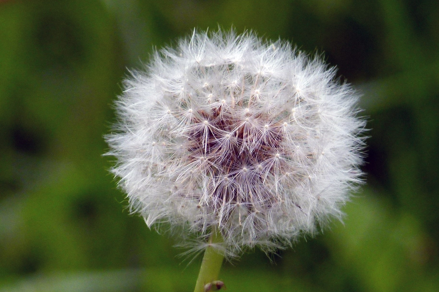 Dandelion, Flower, inflorescence, floral, beauty In Nature, close-up, plant, Flora, vulnerability, focus on foreground, softness, freshness, white color, HD Wallpaper