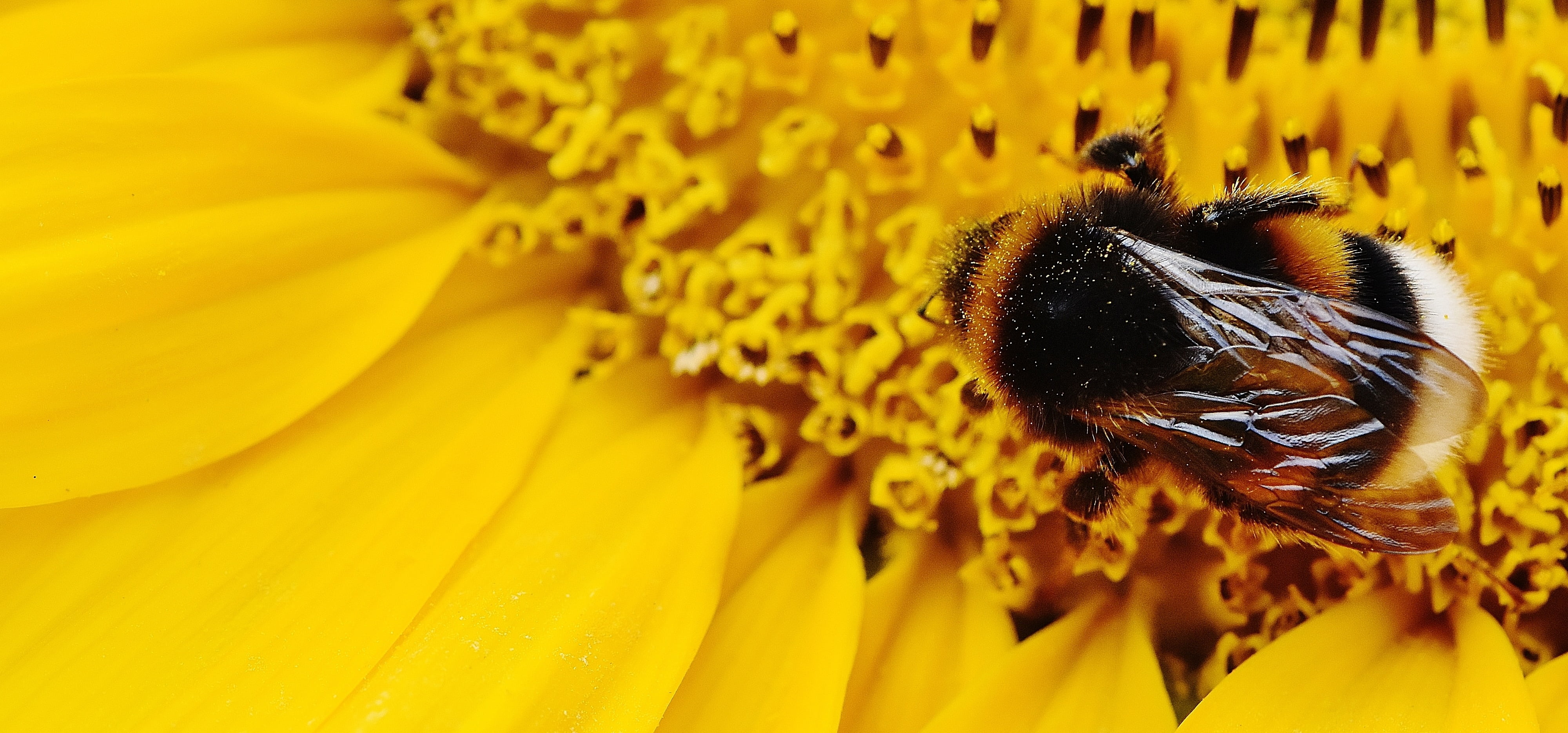 vulnerability, summer, bloom, bumblebee, blossom, fragility, beauty in nature, helianthus annuus, sunflower, bumble, growth, macro, close, perching, one animal, HD Wallpaper