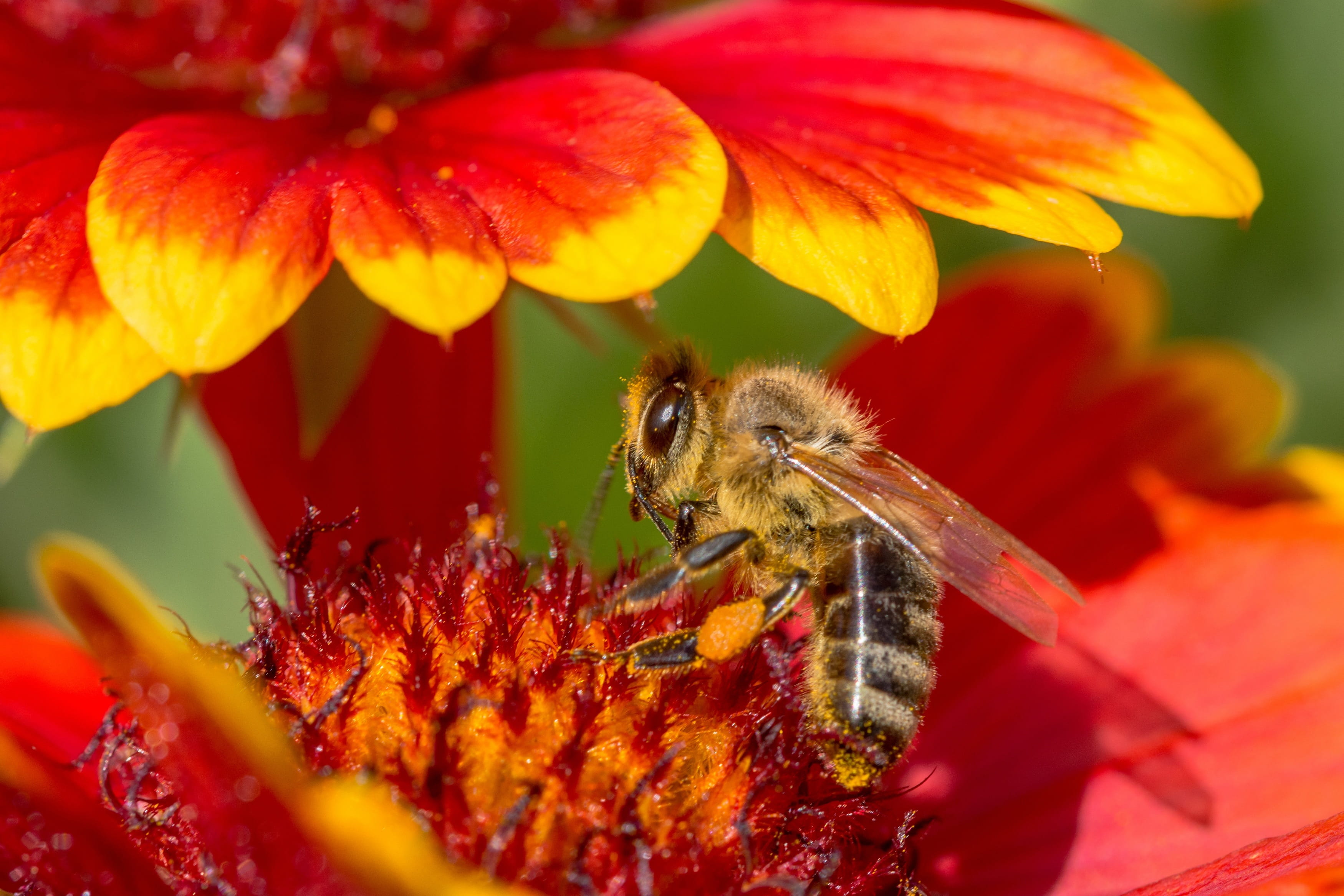 color, outdoors, blue, Bee, flower head, green Color, 2K, honey Bee, orange, nectar, sprinkle, freshness, vulnerability, insects, macro, Bloom, pollen, HD Wallpaper