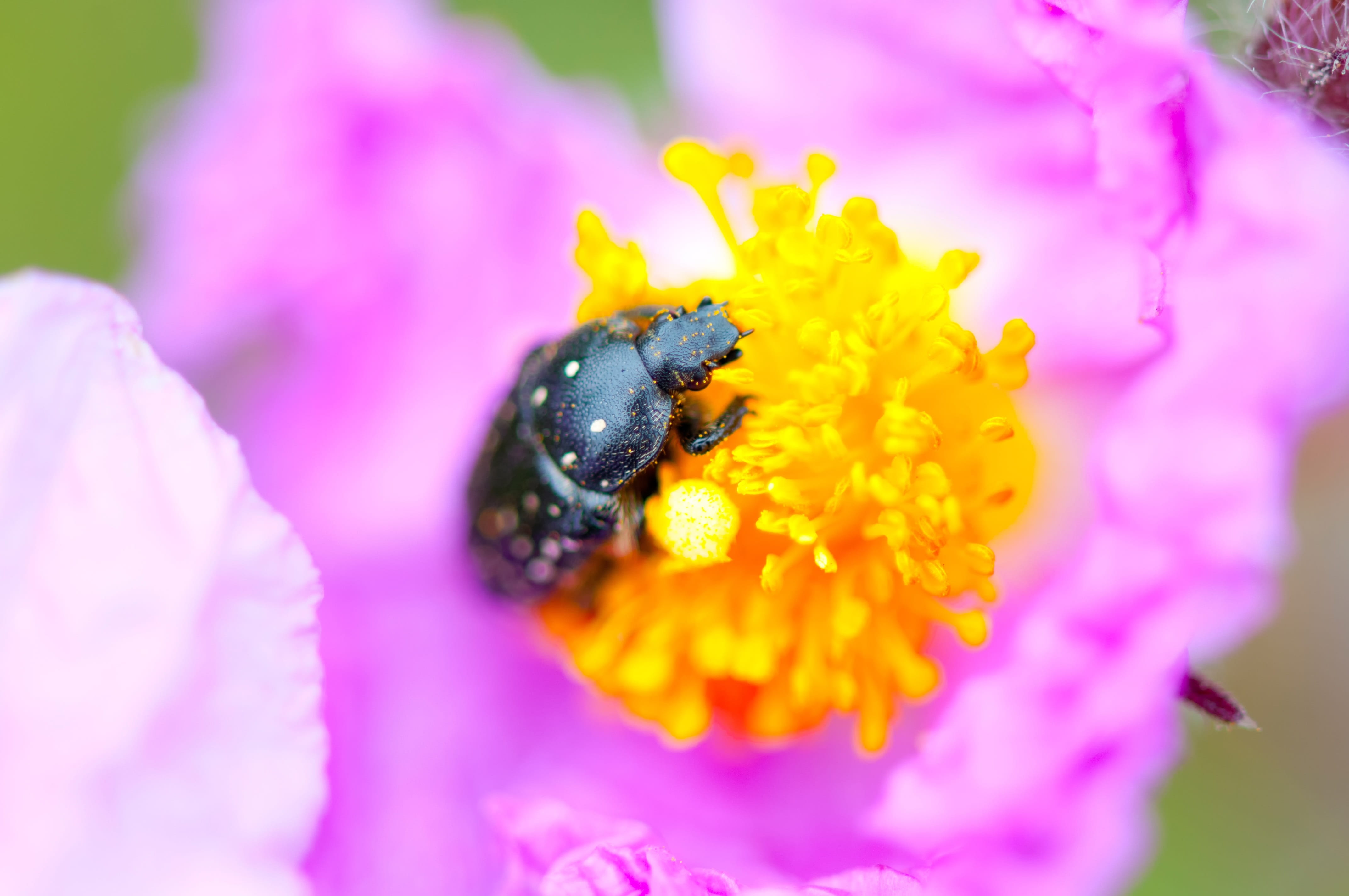 Bug, vibrant, beauty In Nature, bumblebee, Flower, purple, 4K, nature, close-up, flower head, plant, petal, growth, summer, color, inflorescence, Insect, HD Wallpaper