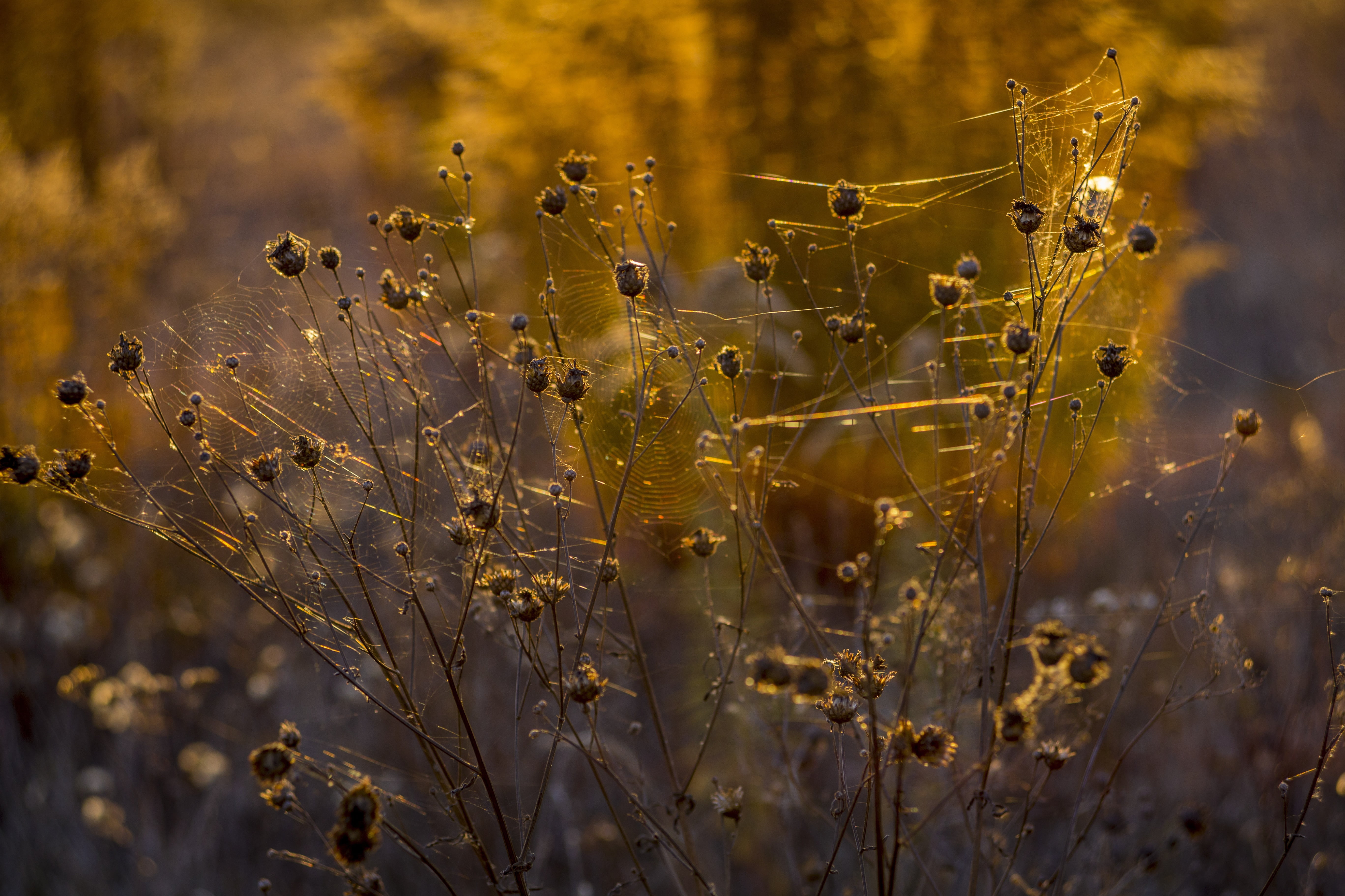 stem, wet, close-up, plant, outdoors, indian summer, sunlight, one animal, inflorescence, day, backlight, summer, fragility, tranquility, complexity, ukraine, HD Wallpaper