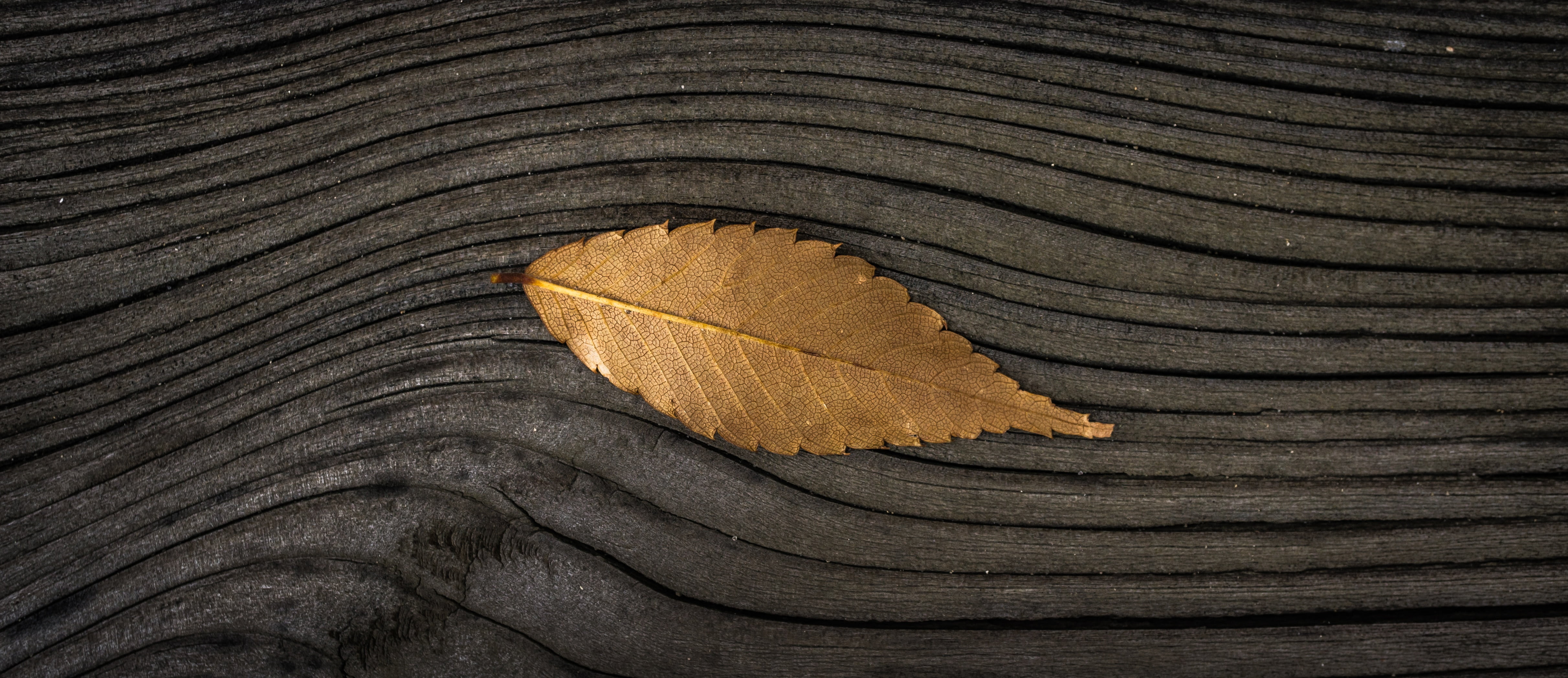 the leaves, yellow, high angle view, tree ring, plants, close-up, natural condition, bark, 4K, leaves, one animal, textured, leaf, backgrounds, autumn, HD Wallpaper