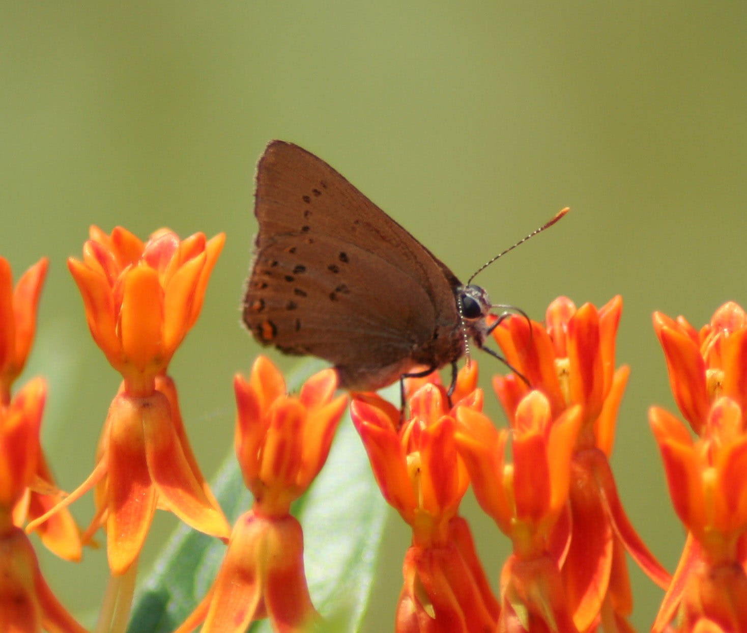 moth, springtime, invertebrate, orange Color, macro, animals in the wild, bugs, pollination, animal wildlife, 720P, public domain, no people, vulnerability, HD Wallpaper
