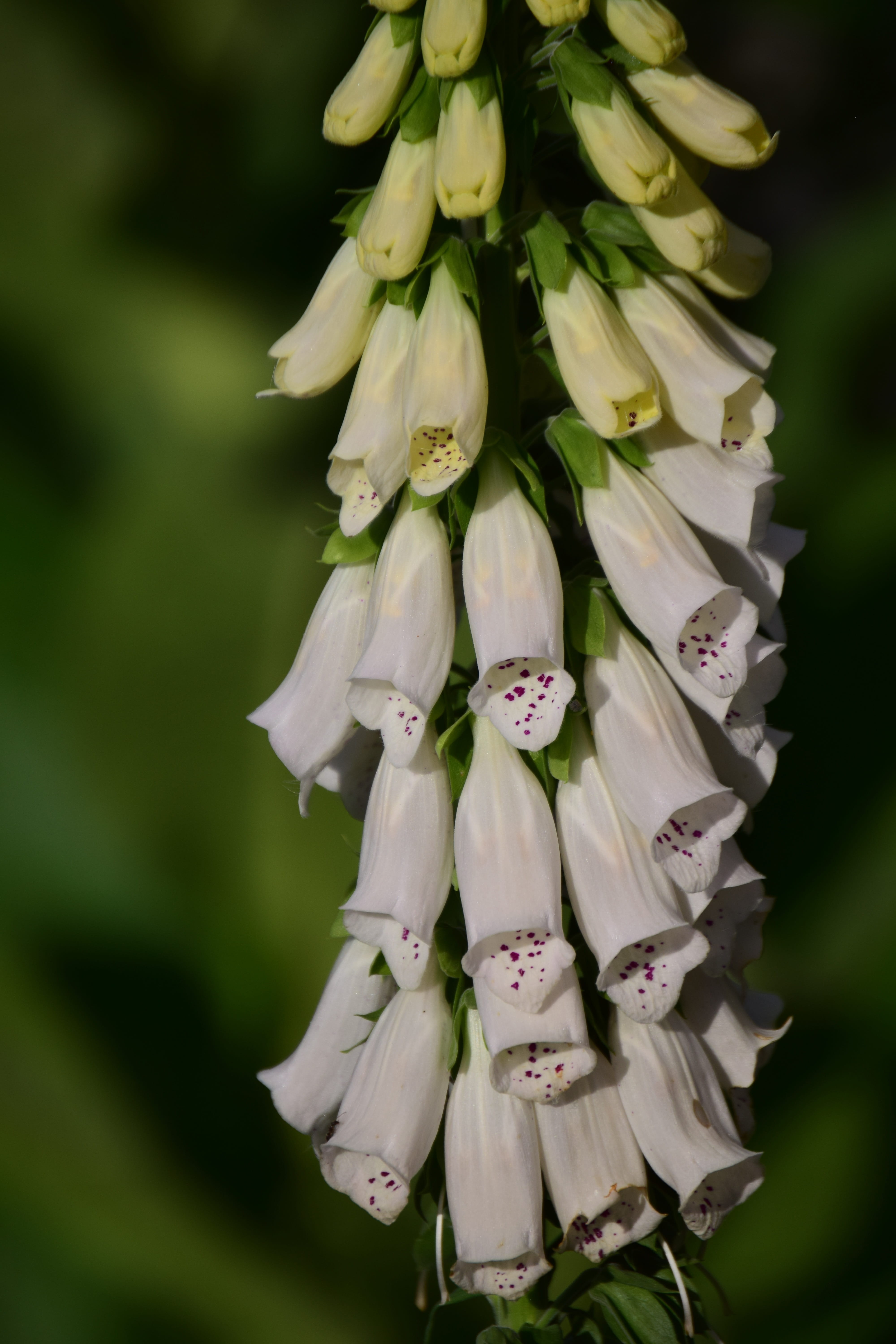 flower head, flower arrangement, protected, blossom, lamiaceae good, plant, nature conservation, close up, digitalis, white foxglove, vulnerability, close-up, Phone HD Wallpaper