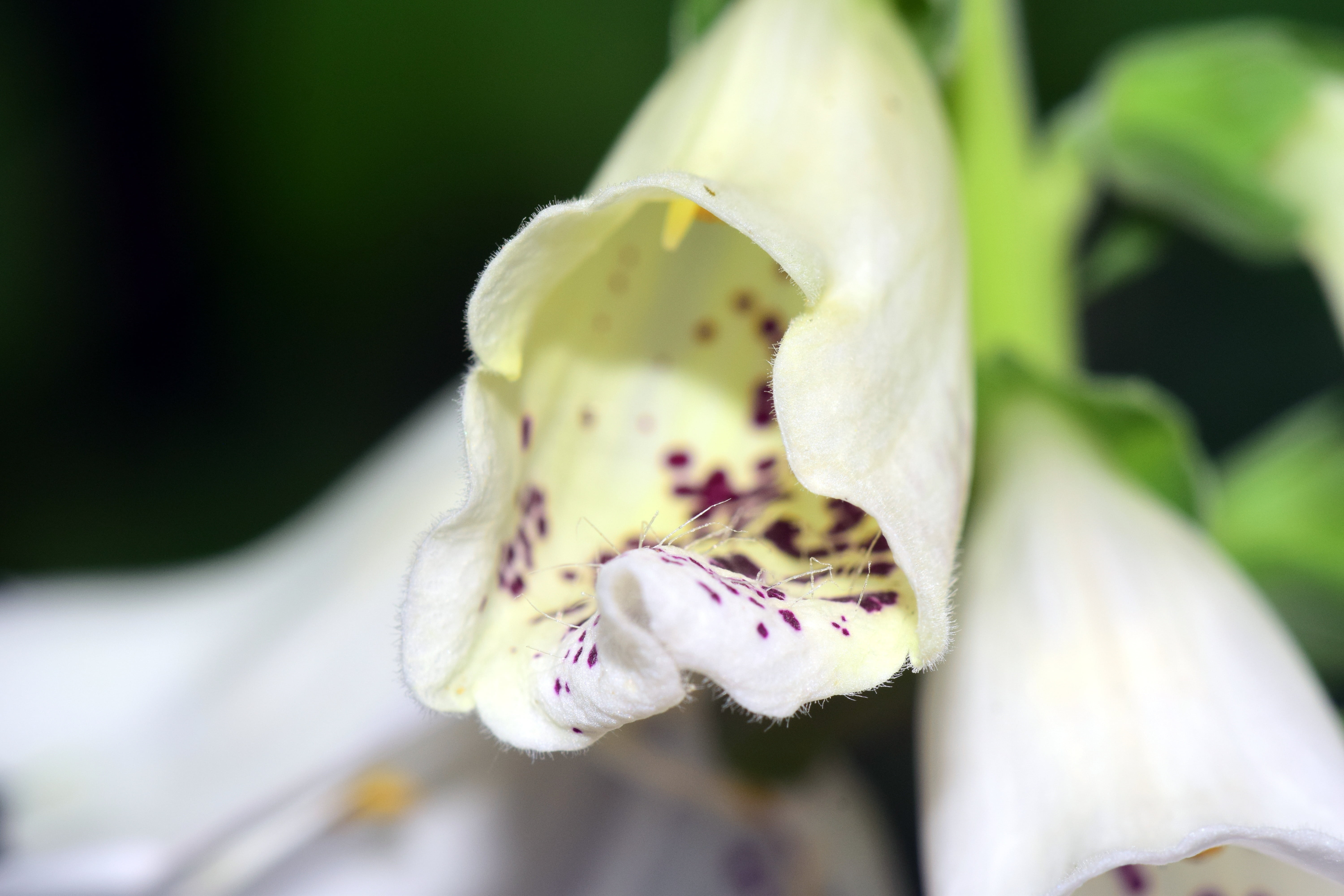 medicinal plant, growth, nature, softness, animal, white foxglove, springtime, flowering plant, lamiaceae good, vulnerability, 5K, beauty, heart drug, HD Wallpaper