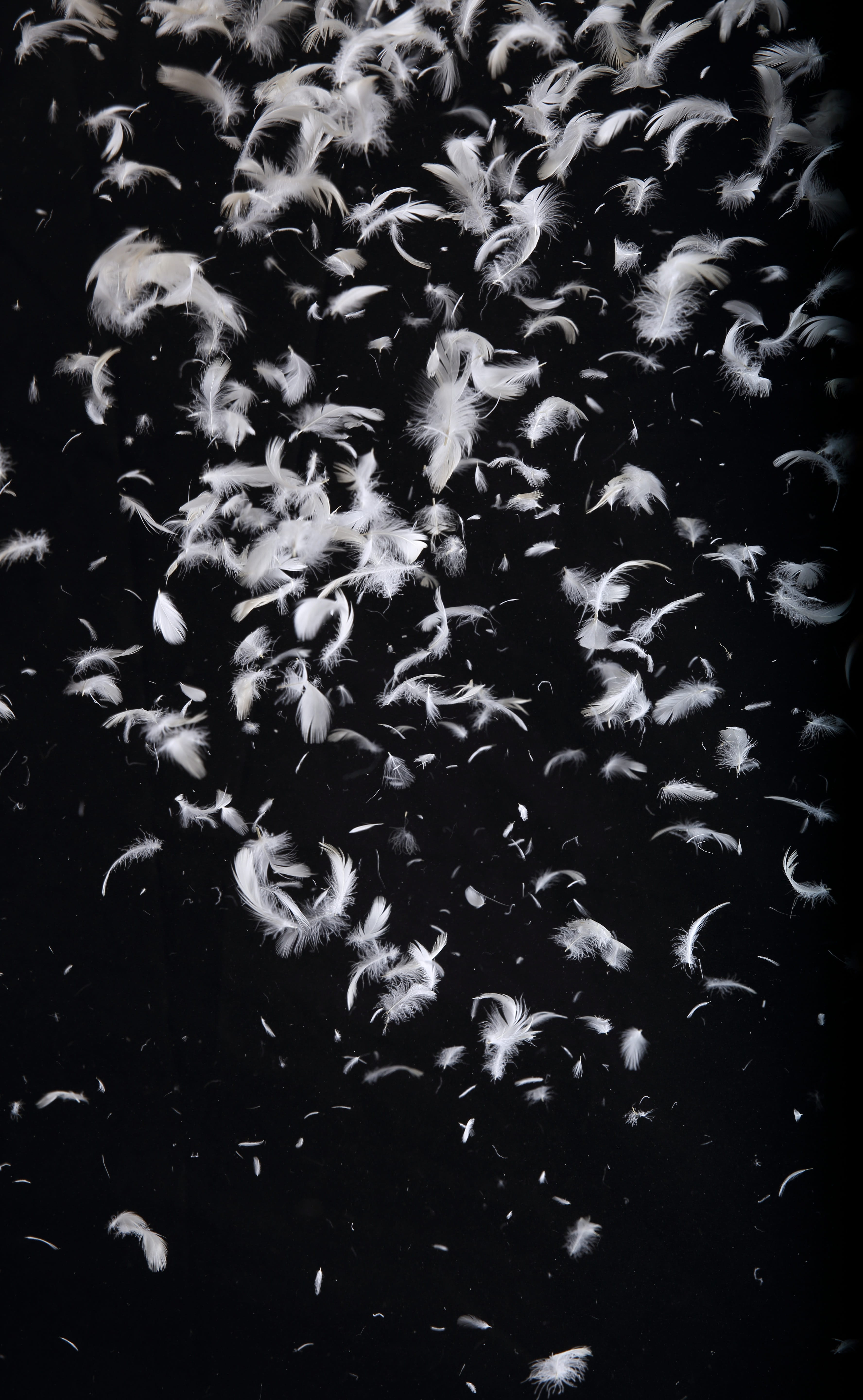 textured, water, new, black, 5K, undersea, pattern, dark, Synthetic, swimming, white, scamp, beauty in nature, animal, animals in the wild, underwater, Phone HD Wallpaper