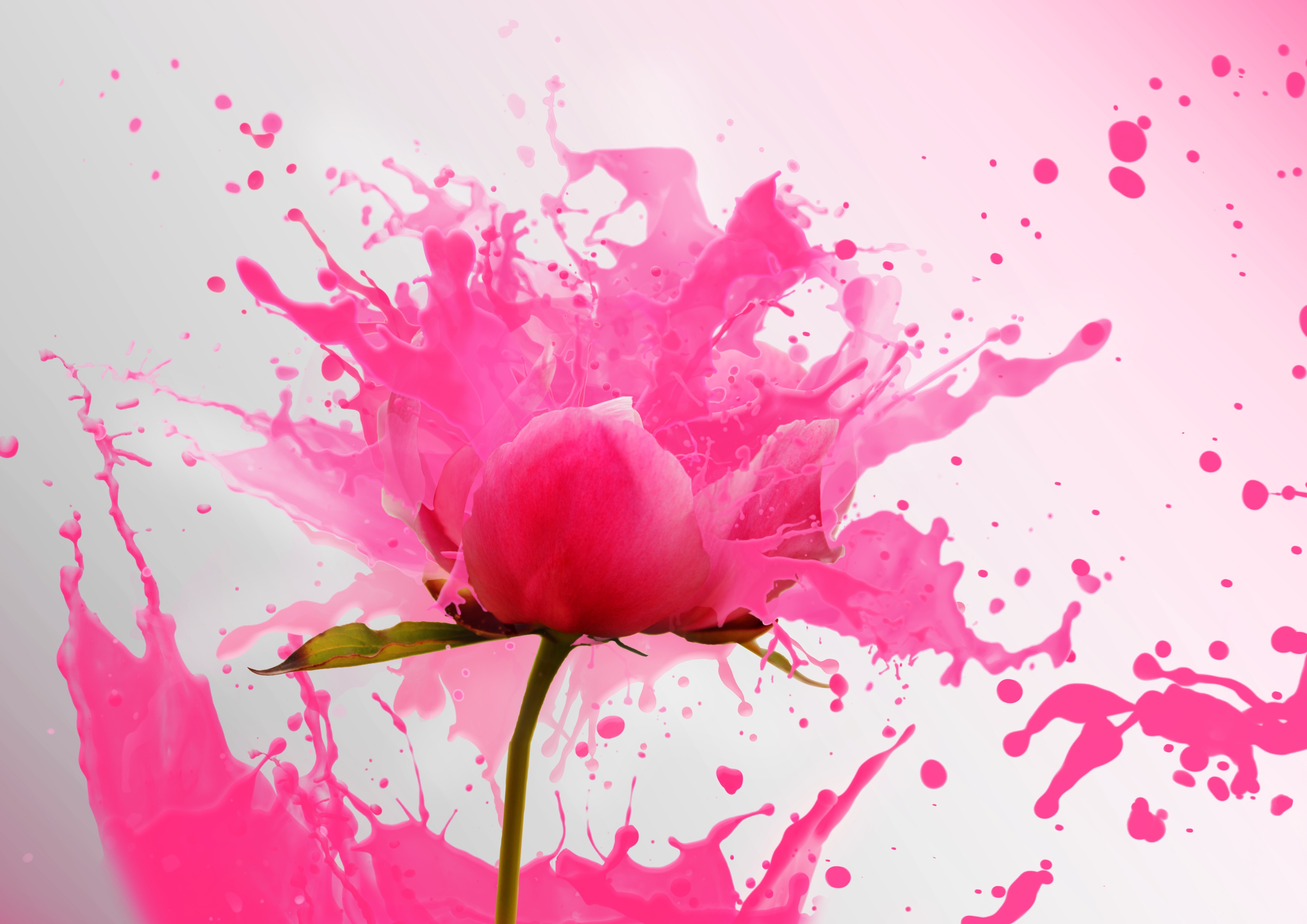 petal, fragility, photography, 2K, no people, focus, synthetic, nature, artwork, water, drop, flower, red, vulnerability, pollen, inflorescence, pink color, HD Wallpaper