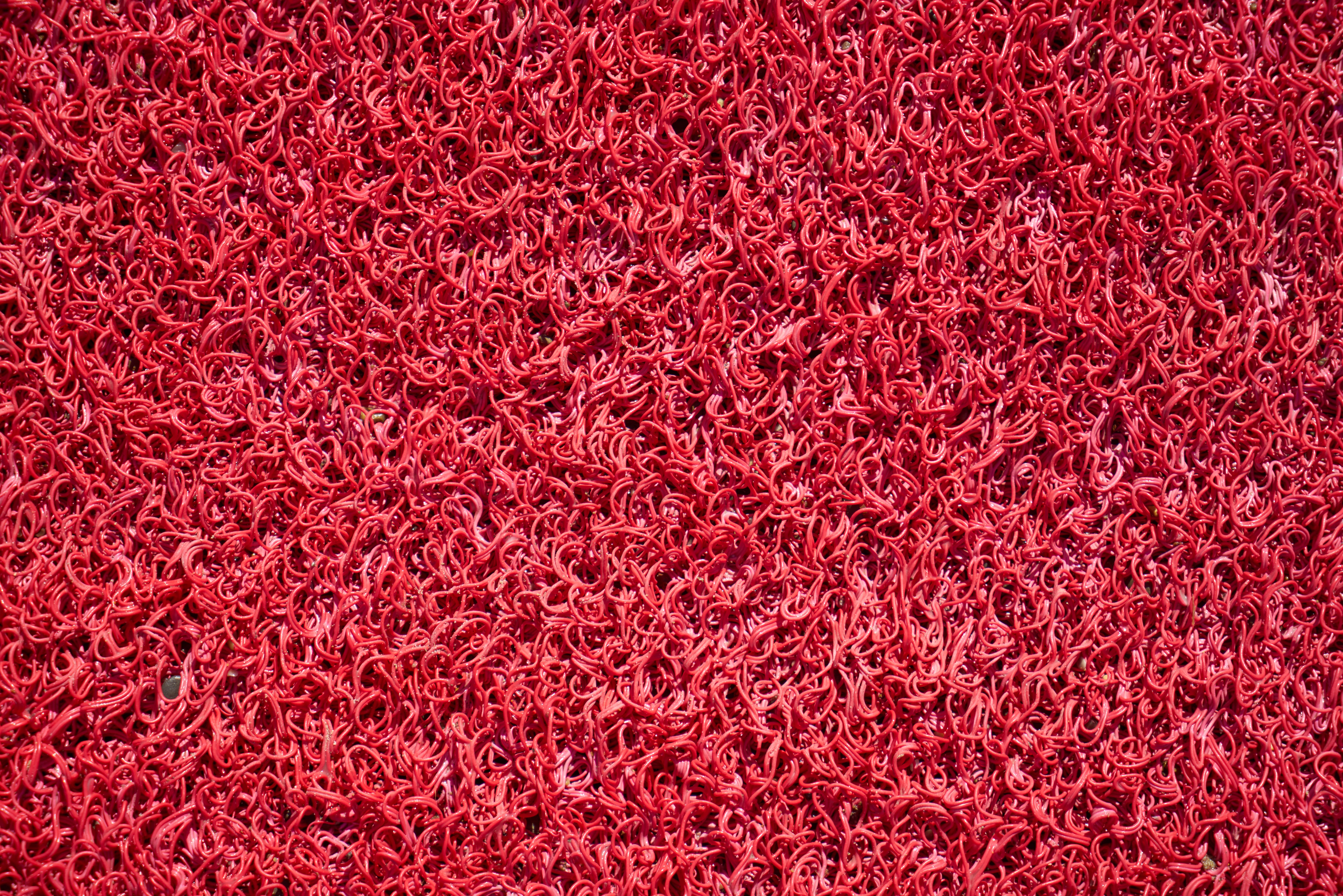 wool, ground, backgrounds, textured, red, textile, background, no people, surface, indoors, texture, carpet - decor, large group of objects, macro, mop, HD Wallpaper
