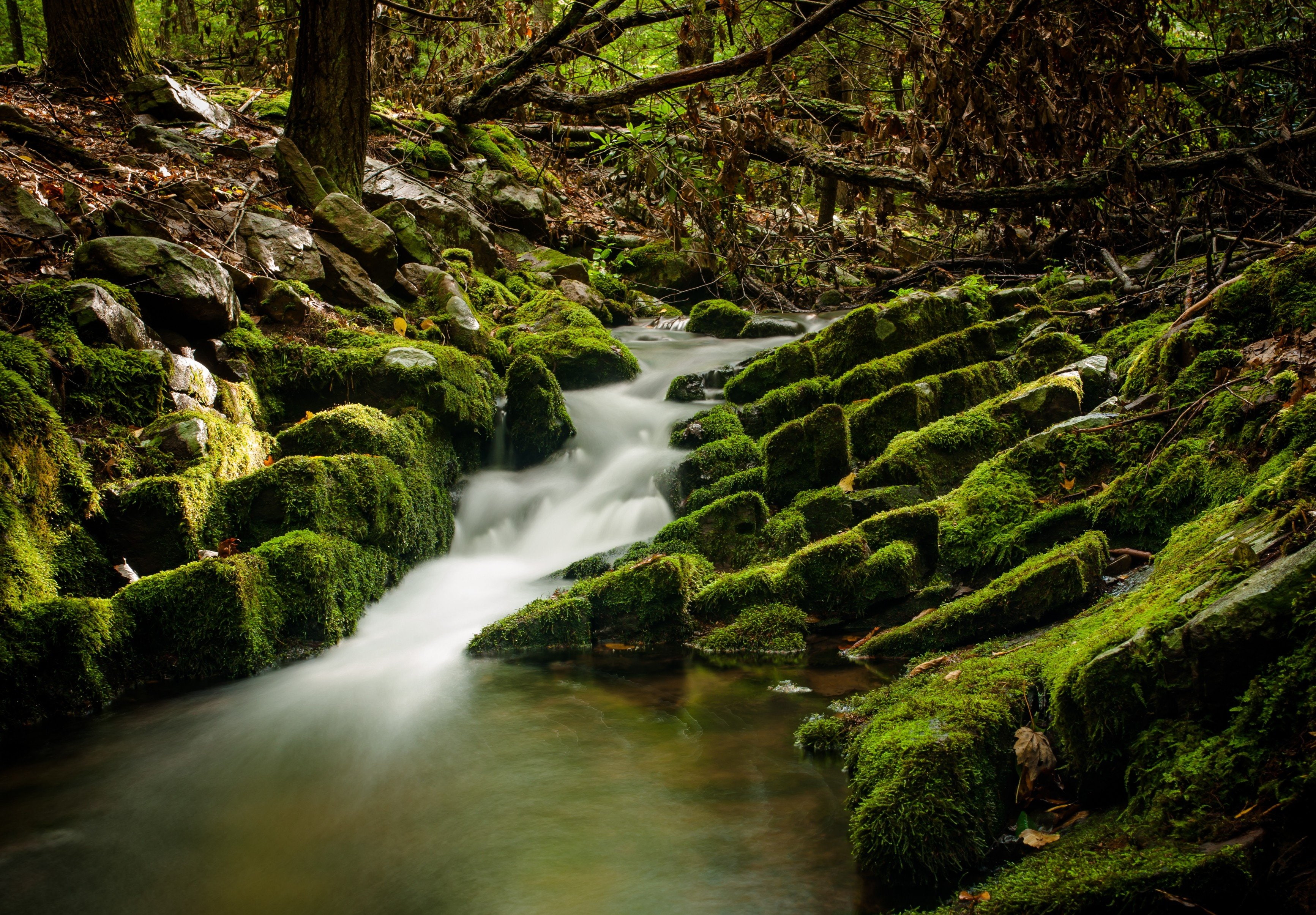 bald, forest, state, eagle, river, rocks, water, 2K, pennsylvania, nature, HD Wallpaper