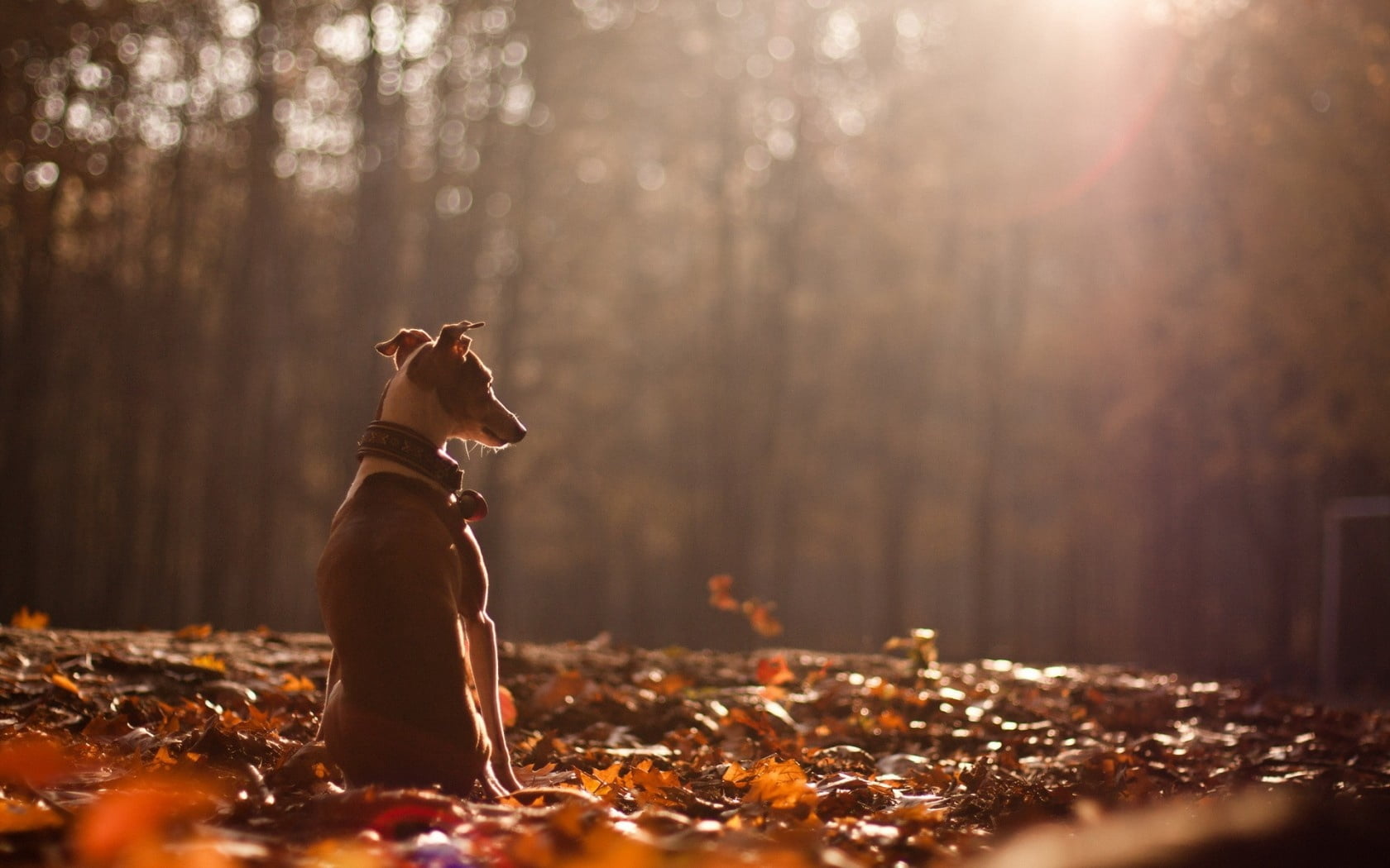 cute, land, puppy, people, change, autumn, photography, nature, purebred Dog, canine, friendship, dried, outdoors, relaxation, lifestyles, sunlight, fun, HD Wallpaper