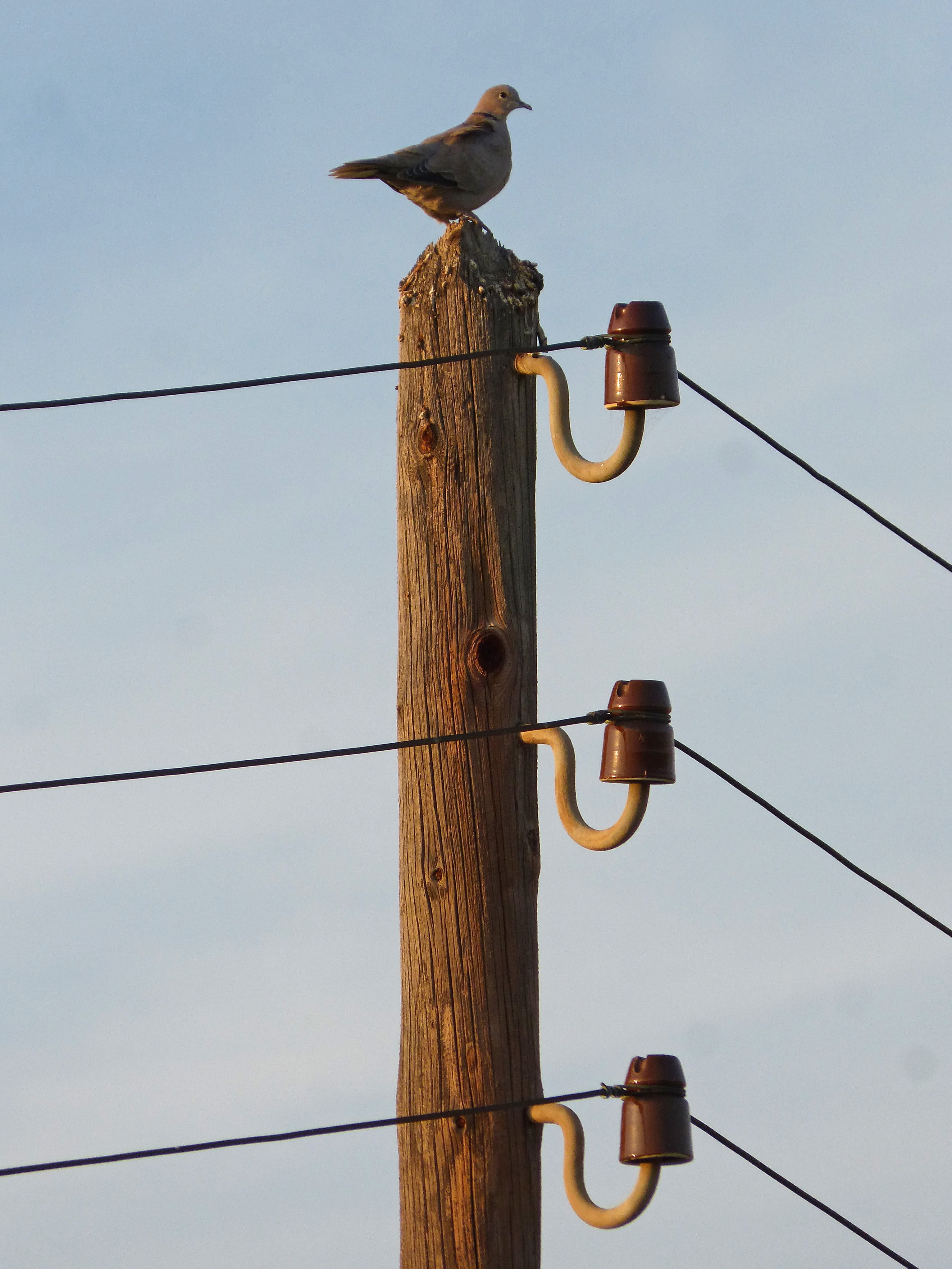 clear sky, vertebrate, electricity, insulators, 4K, pole, turtledove, outdated, wood - material, outdoors, nature, animal wildlife, no people, one animal, Phone HD Wallpaper