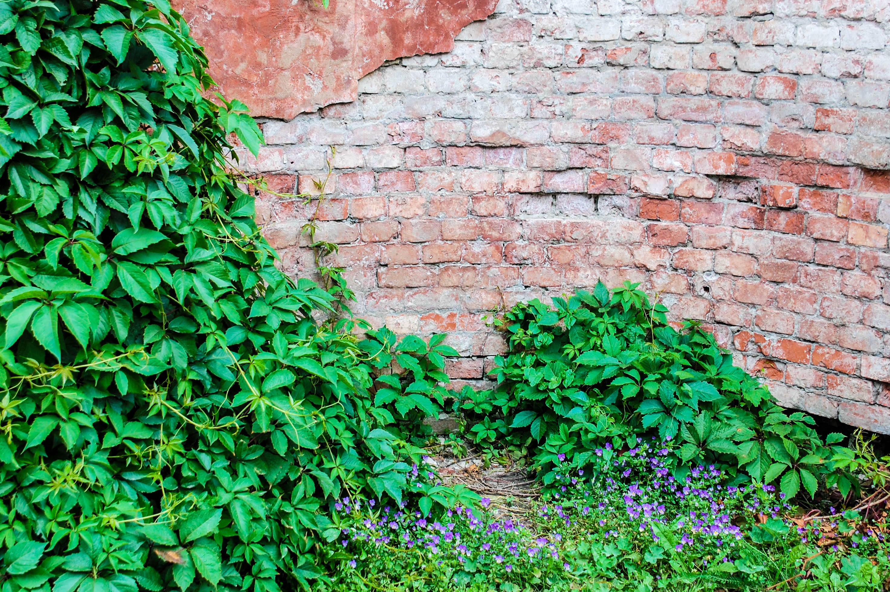 creeper plant, architecture, concrete, crushed stone, leafed, green bushes, grunge, rough, tile, close, detail, house, prison, brick wall, the structure of the, HD Wallpaper