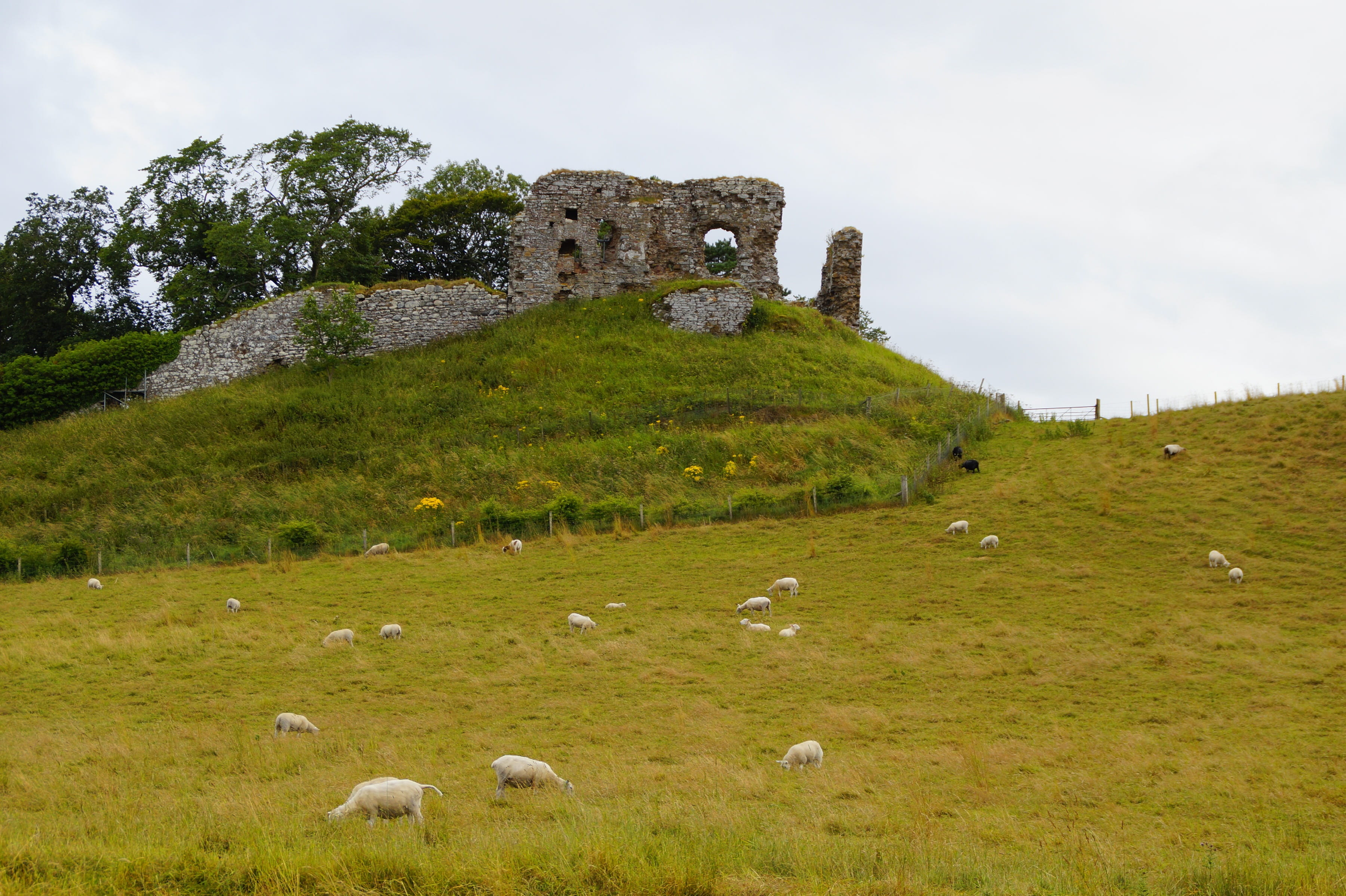 sky, domestic animals, ruined, landscape, no people, land, united kingdom, built structure, rest, ruin, idyllic, 2K, plant, animal themes, nature, architecture, HD Wallpaper