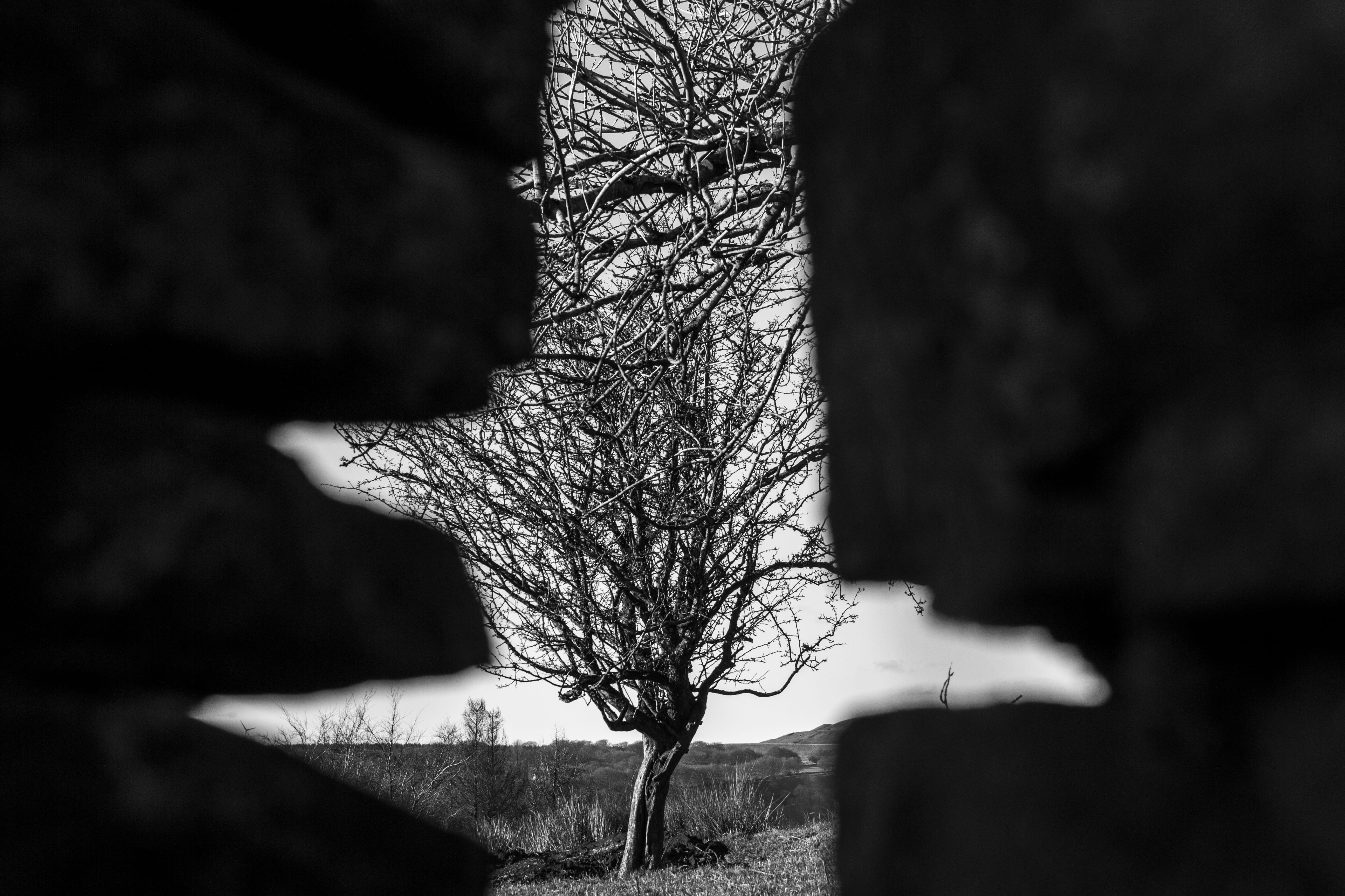 nature, plant, wales, non-urban scene, isolated, trunk, window, selective focus, lonely tree, beauty in nature, view, bare tree, tree trunk, environment, HD Wallpaper