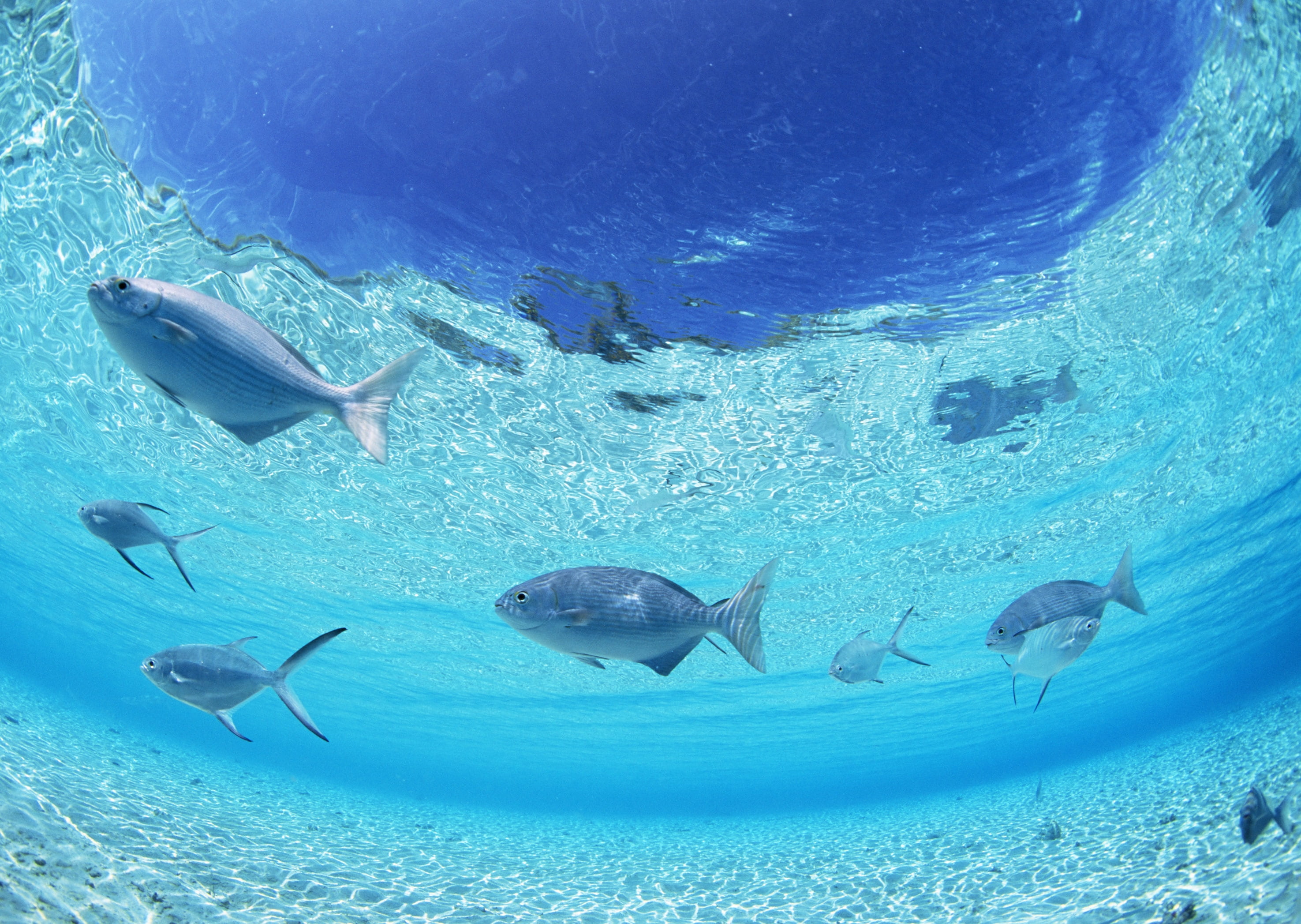 animal wildlife, vertebrate, school, marine, underwater, animal themes, aquatic sport, reef, animals In The Wild, undersea, wildlife, mammal, school of fish, HD Wallpaper