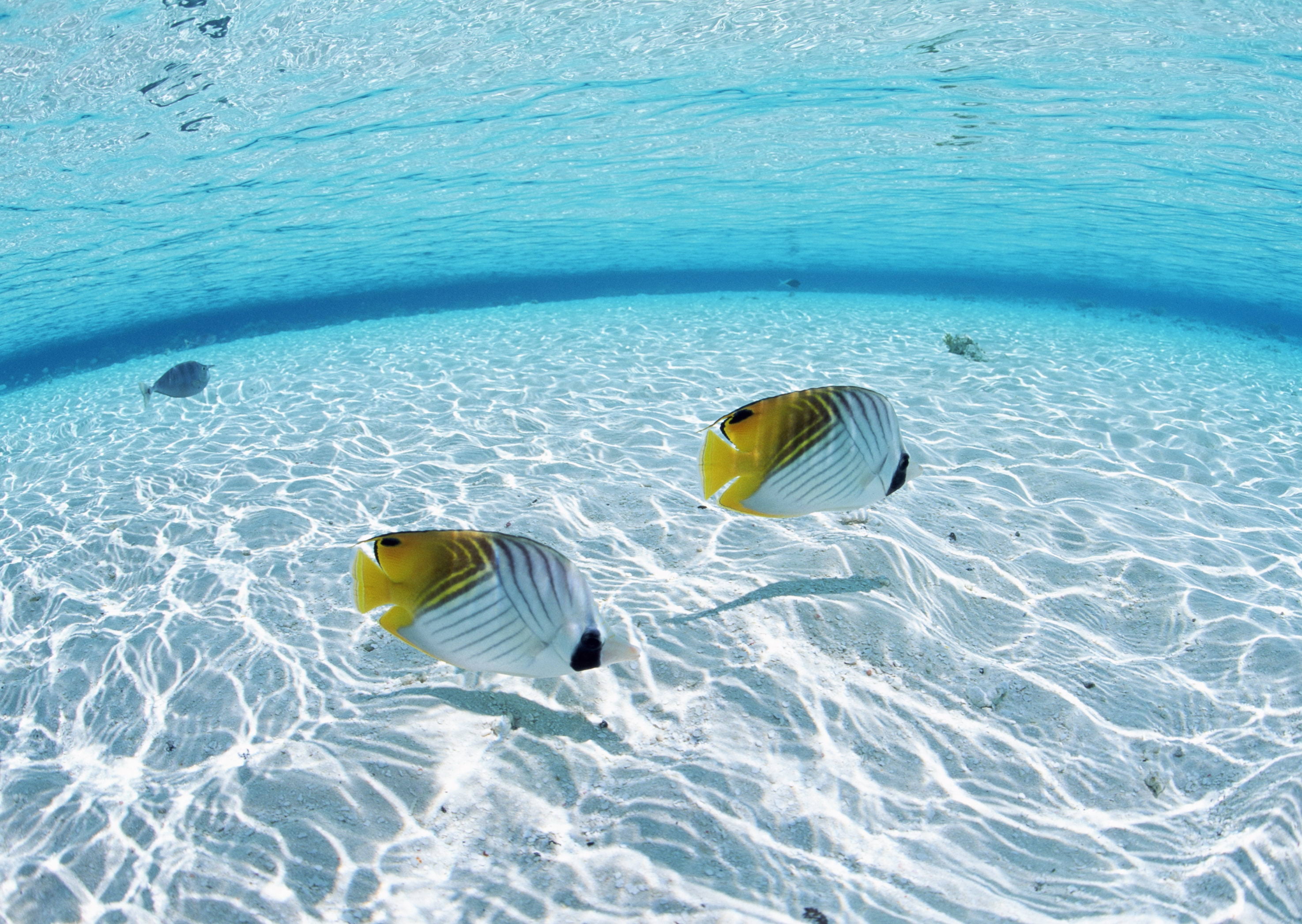 animal, yellow, vacations, butterflyfish, 2K, fish, tropical fish, tropical Climate, butterfly, undersea, sea Life, reef, outdoors, snorkeling, animal themes, HD Wallpaper
