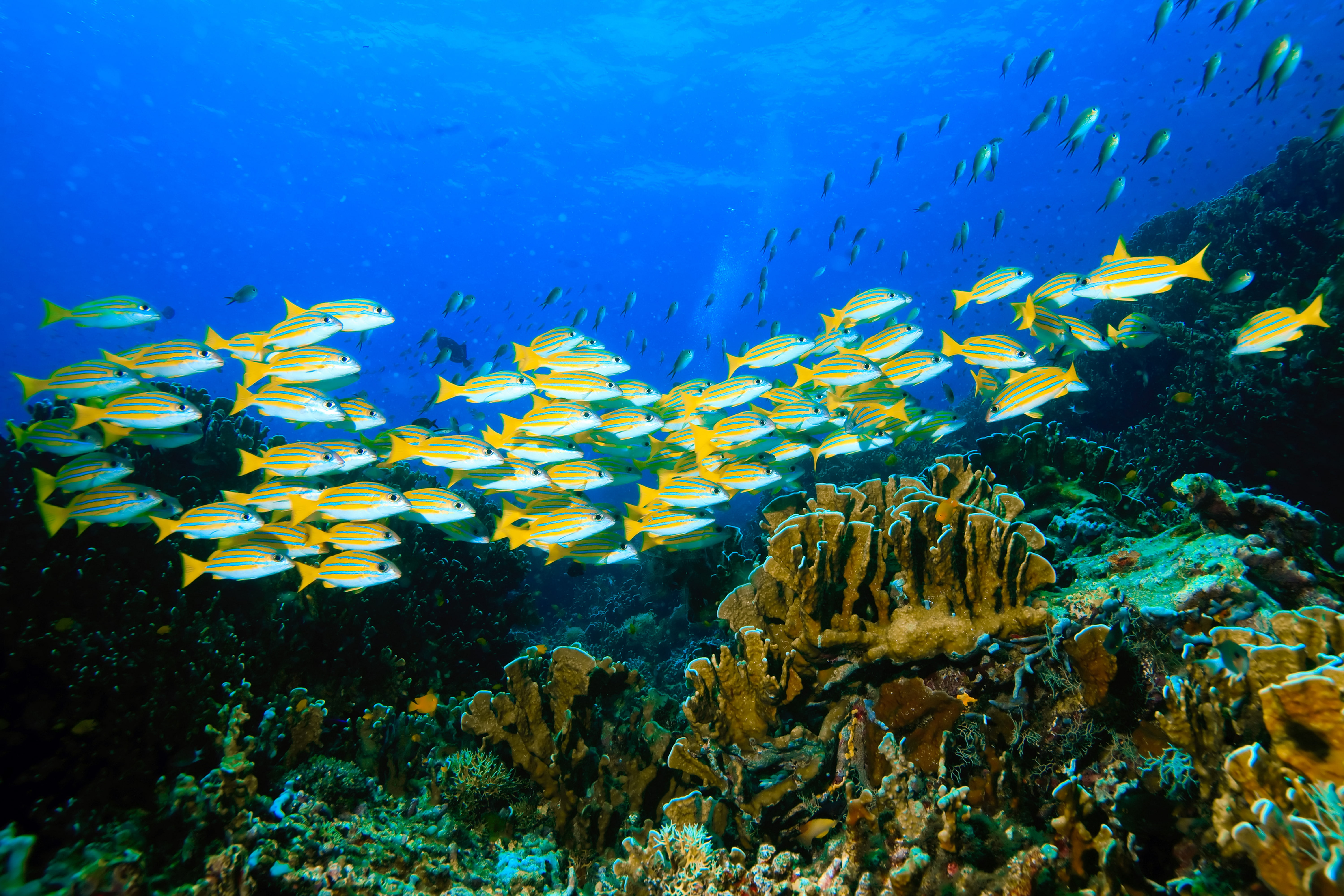 fishes, silver, undersea, underwater, animal wildlife, swimming, invertebrate, multi Colored, scuba Diving, 5K, deep, reef, school, sea Life, water, animal, HD Wallpaper