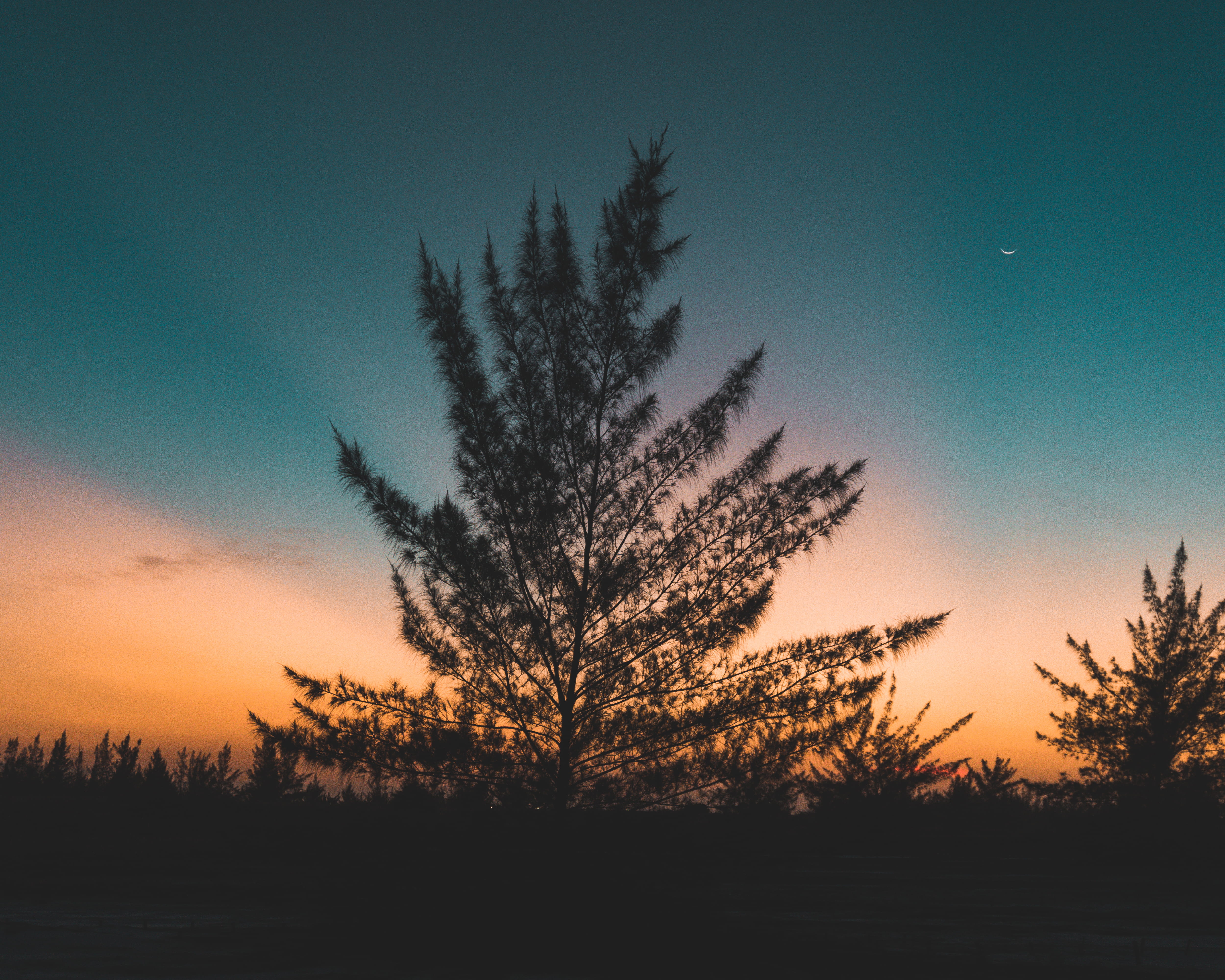 light, flare, coniferous tree, grass, cloud - sky, abies, blue, dusk, beauty in nature, dawn, sunset, 4K, nature, tranquility, golden, no people, tranquil scene, HD Wallpaper