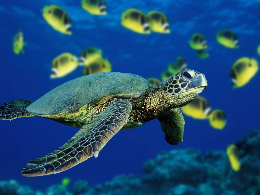 sea turtle, animals, 480P, blue, fish, photography, turtle, sea, HD Wallpaper