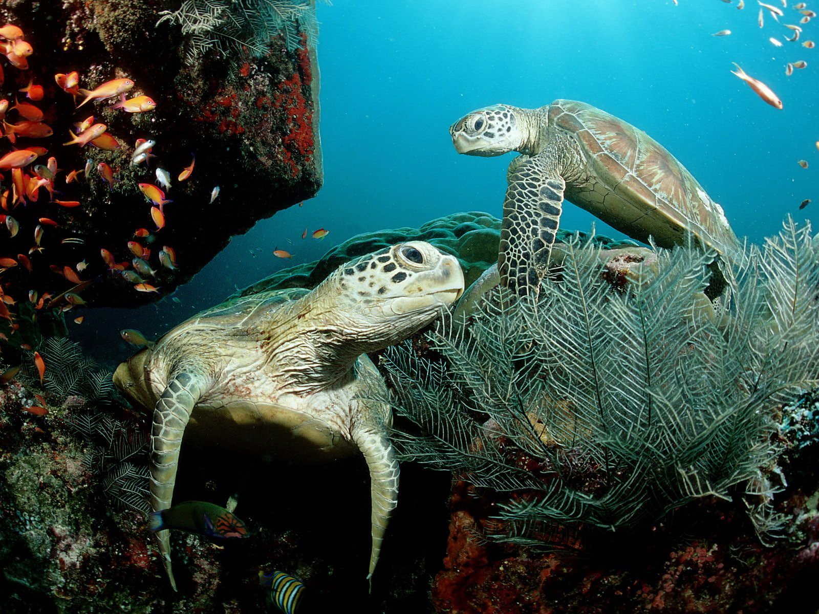 photography, animals, rocks, sea turtle, fish, turtle, 720P, sea, HD Wallpaper