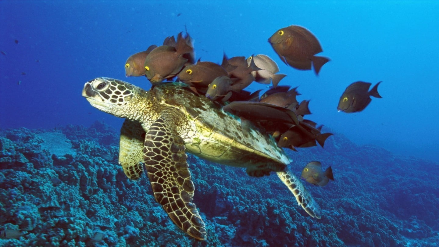 turtle, rocks, sea, animals, 720P, photography, fish, blue, HD Wallpaper