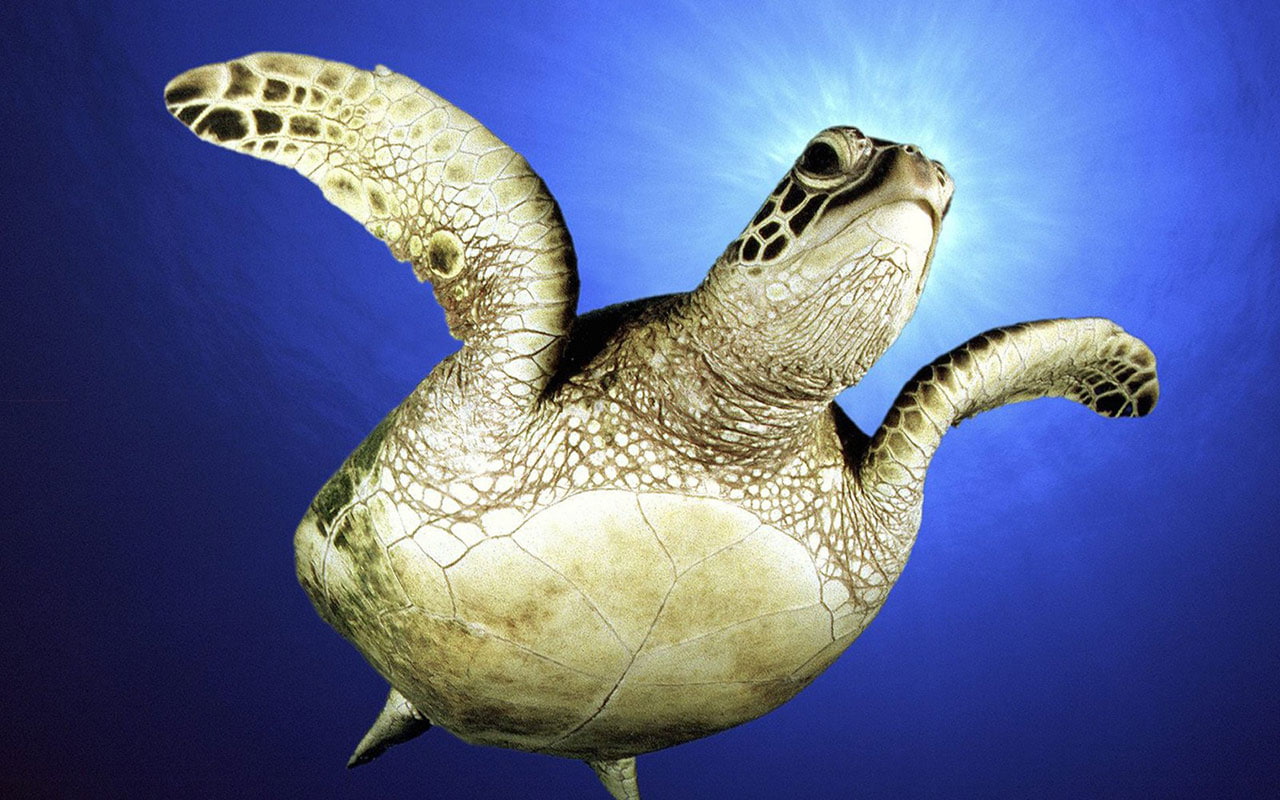 turtle, blue, animals, sea, sea turtle, 720P, sunshine, HD Wallpaper