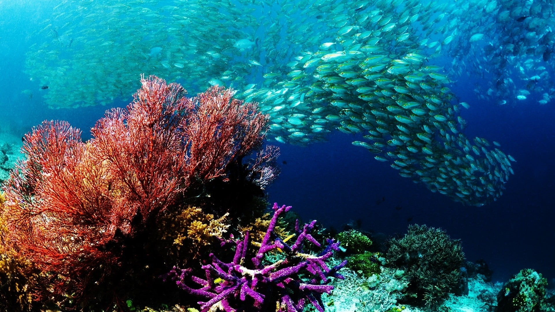 purity, animals in the wild, underwater, no people, nature, water, reef, swimming, animal themes, 1080P, undersea, school of fish, large group of animals, HD Wallpaper