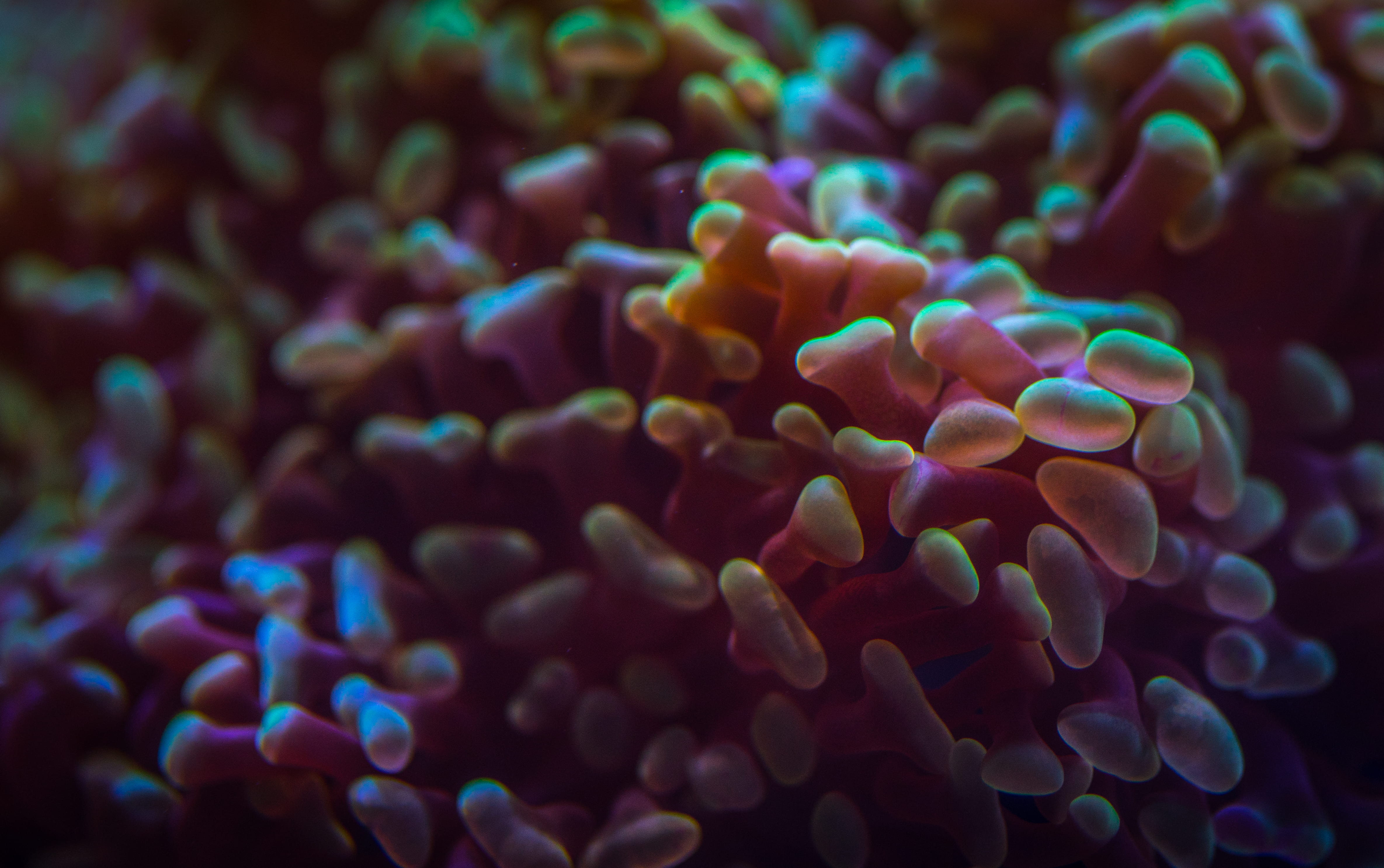sea anemone, aquarium, sea, undersea, anemone, nature, animals in the wild, corals, reef, underwater, ocean, animal themes, blue, reefs, invertebrate, texture, HD Wallpaper