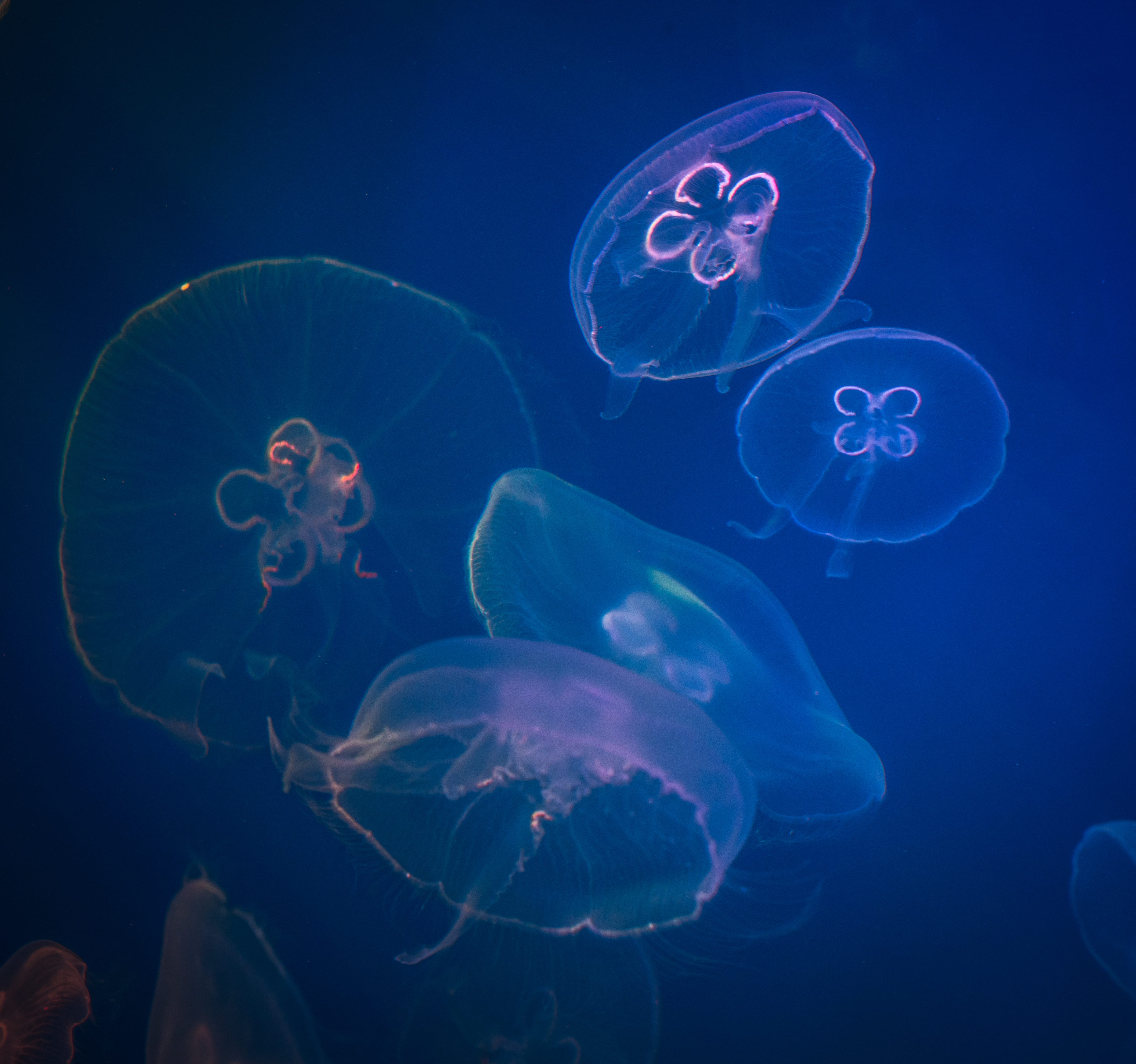 nature, swimming, water, underwater, school of fish, invertebrate, image, undersea, jellyfishes, sea, aquarium, animal themes, color, group of animals, HD Wallpaper