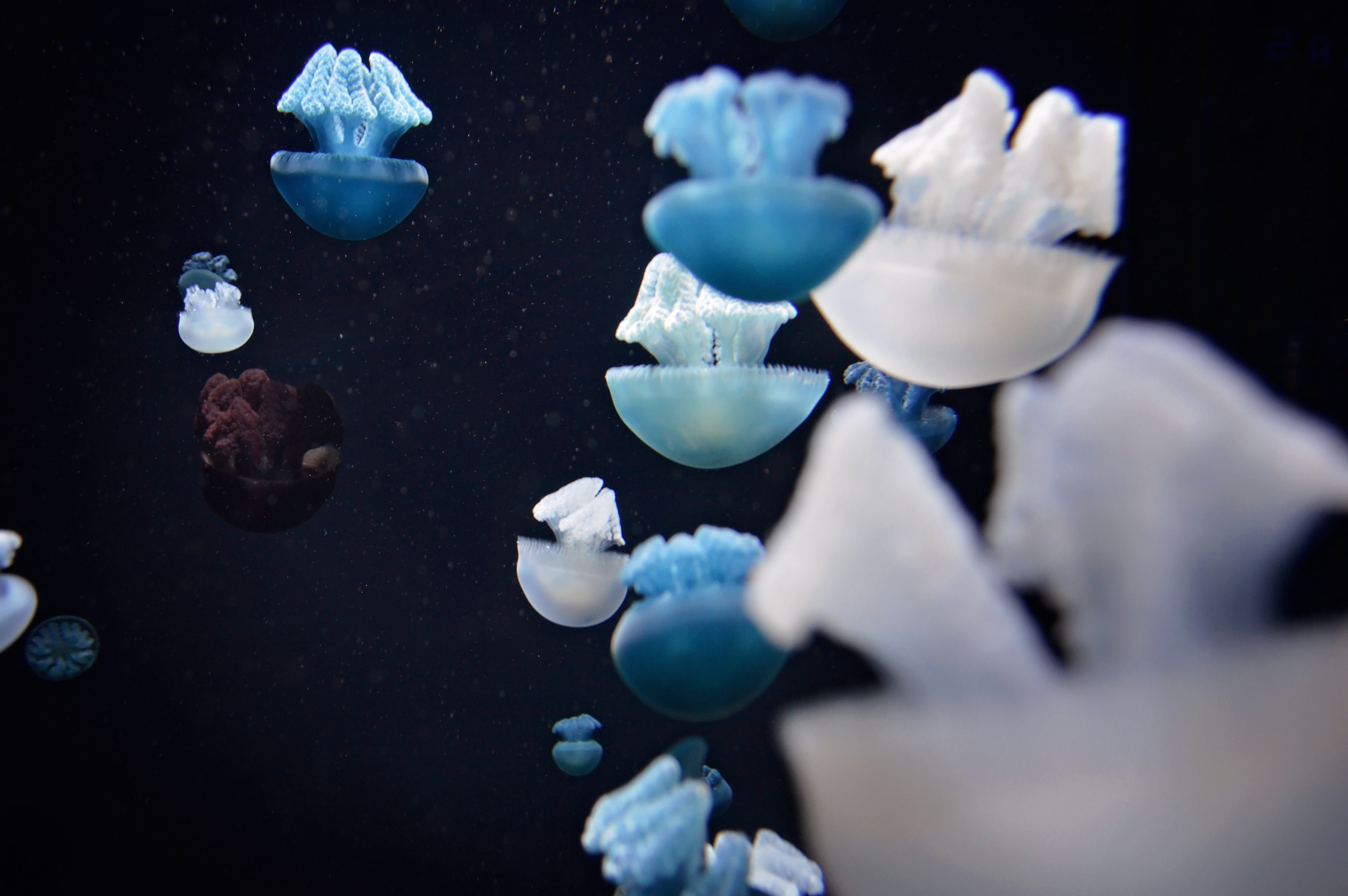 group of animals, selective focus, blue, jellyfish, invertebrate, animal wildlife, undersea, underwater world, sea life, nature, outdoors, sea, HD Wallpaper
