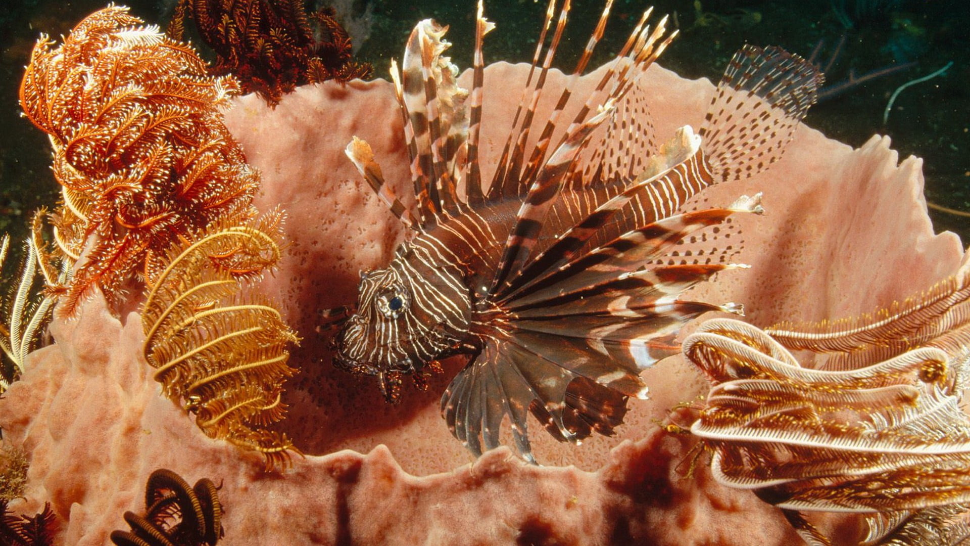 underwater, two, sea, invertebrate, sea life, ceramic, undersea, vertebrate, 1080P, nature, swimming, coral, no people, animal themes, animal wildlife, HD Wallpaper