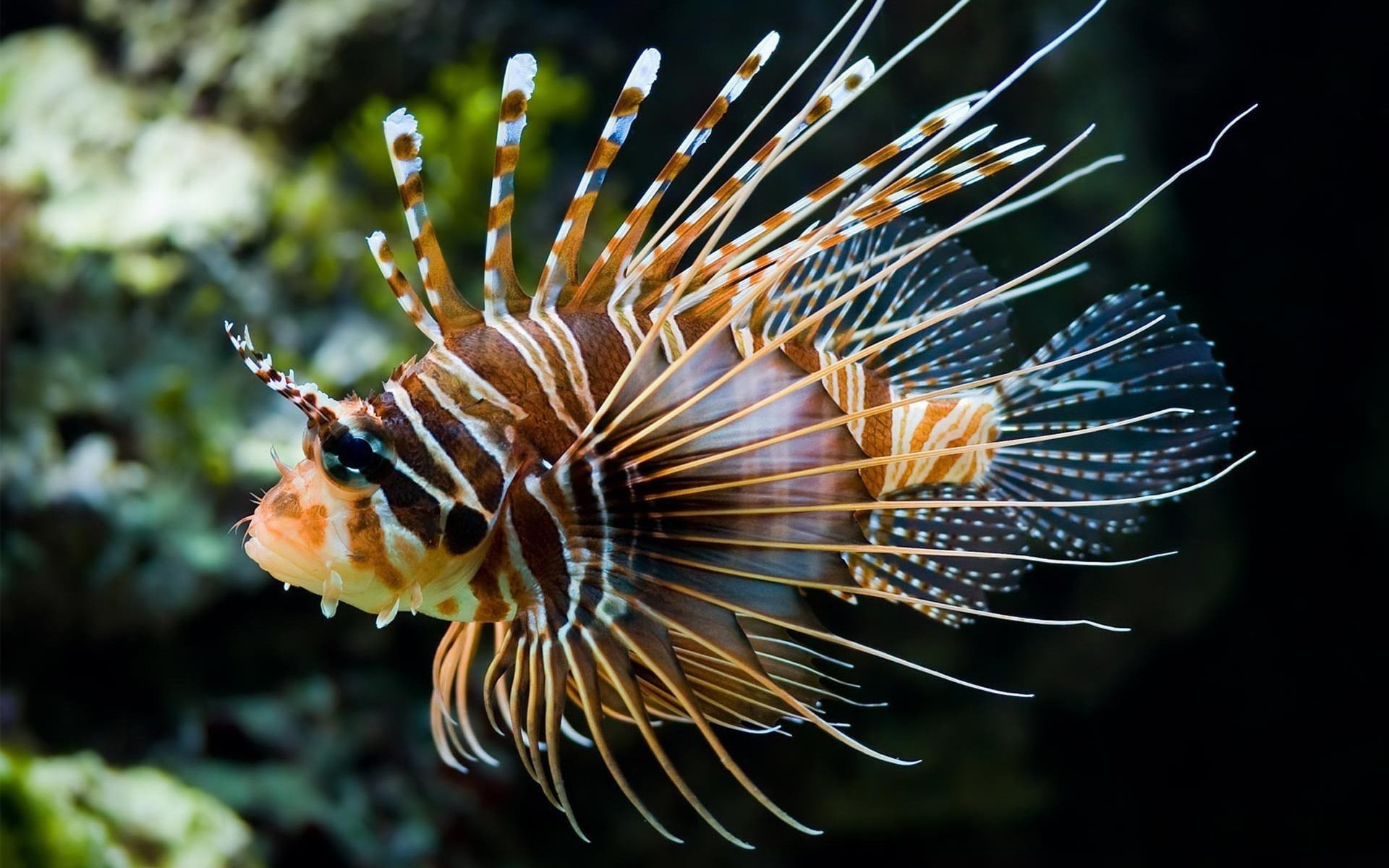 lionfish, animals, 1080P, underwater, fish, HD Wallpaper