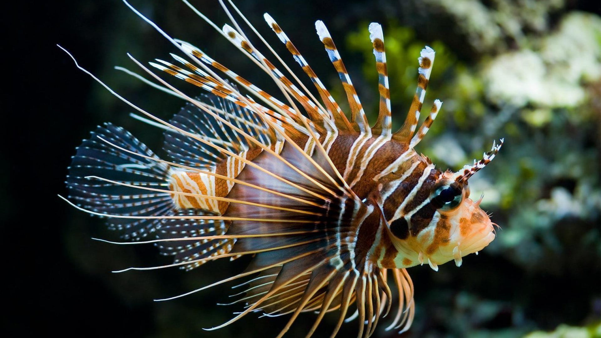 close-up, poisonous, water, invertebrate, white, sea life, brown, undersea, sea, no people, fish, animals in the wild, animal themes, one animal, outdoors, HD Wallpaper