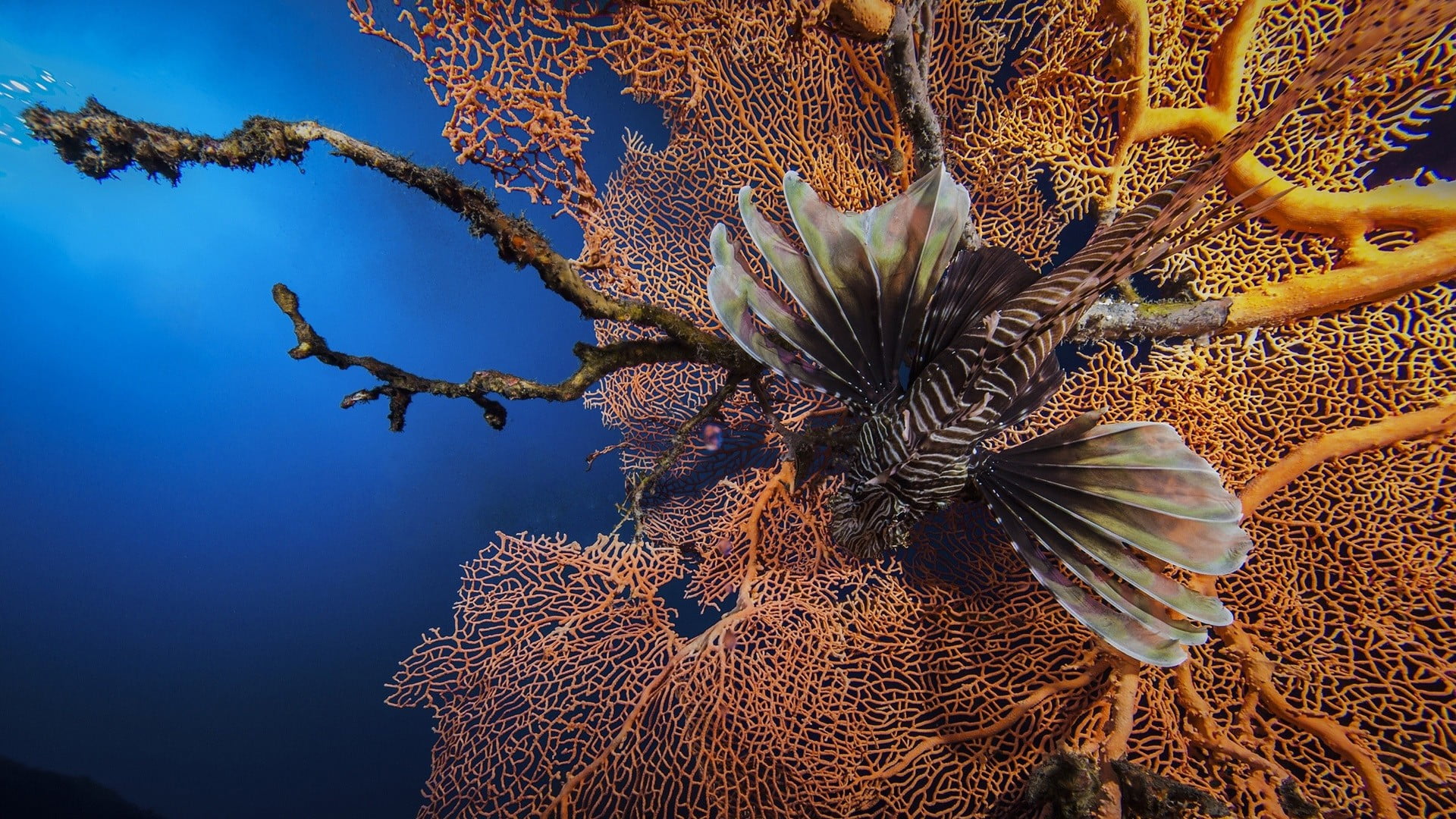animal themes, water, plant, day, tree, beauty in nature, coral, underwater, lionfish, animal wildlife, brown, outdoors, sea, marine, close-up, fish, gray, HD Wallpaper