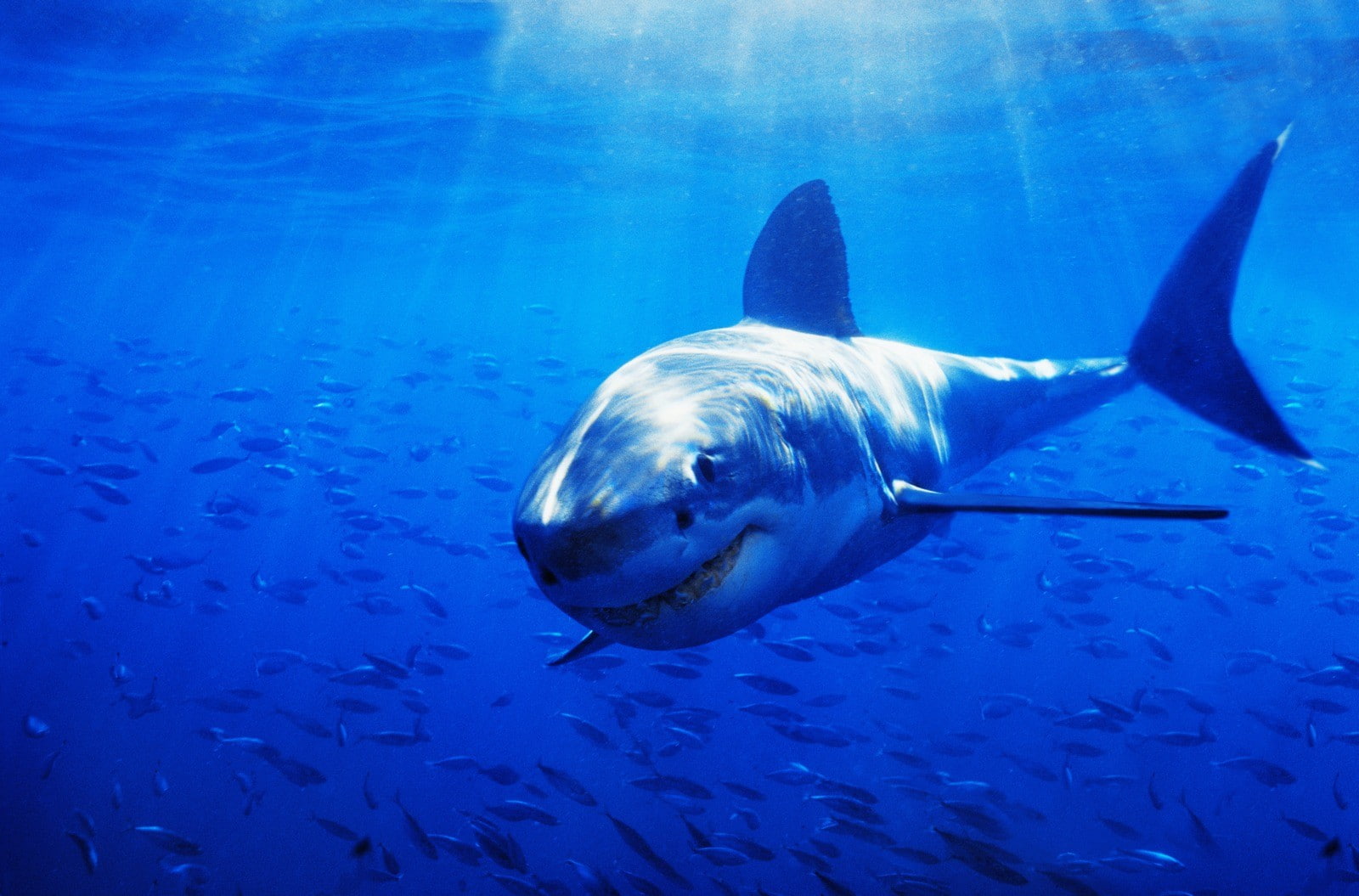 nature, animal themes, snout, one animal, vertebrate, sea, blue, underwater, aggression, shark, sea life, school of fish, 720P, animals, saltwater fish, HD Wallpaper