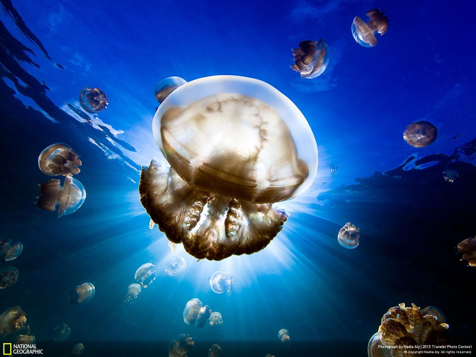 animal, sea, blue, water, invertebrate, aquarium, landscape, sky, clouds, jellyfish, animal themes, outdoors, saltwater fish, animals in the wild, tank, HD Wallpaper