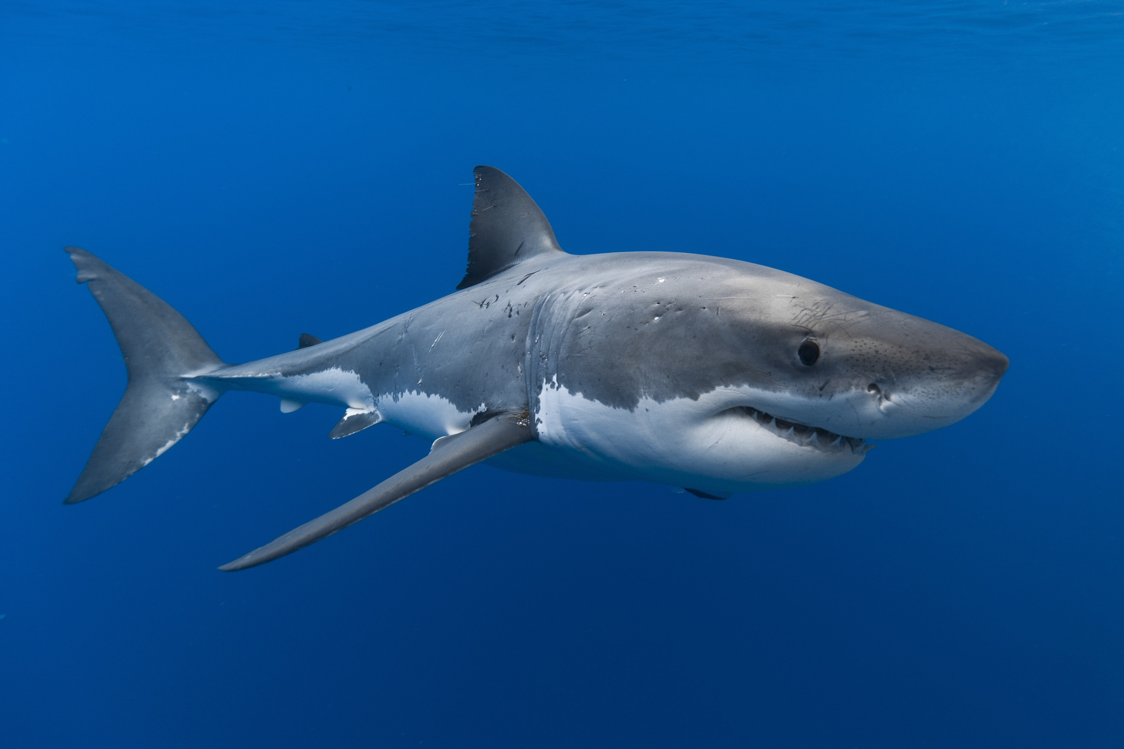 shark 4k windows hd   download, animal wildlife, no people, fish, survival, one animal, swimming, underwater diving, saltwater fish, animals in the wild, HD Wallpaper