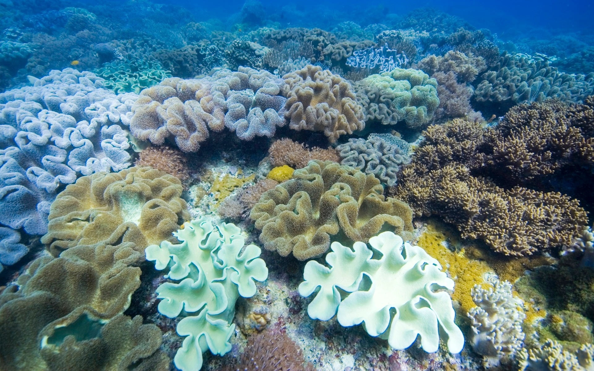 animals in the wild, vertebrate, reef, seaweed, undersea, corals, multi-colored, school of fish, hard Coral, animal themes, nature, tropical Climate, surface, HD Wallpaper