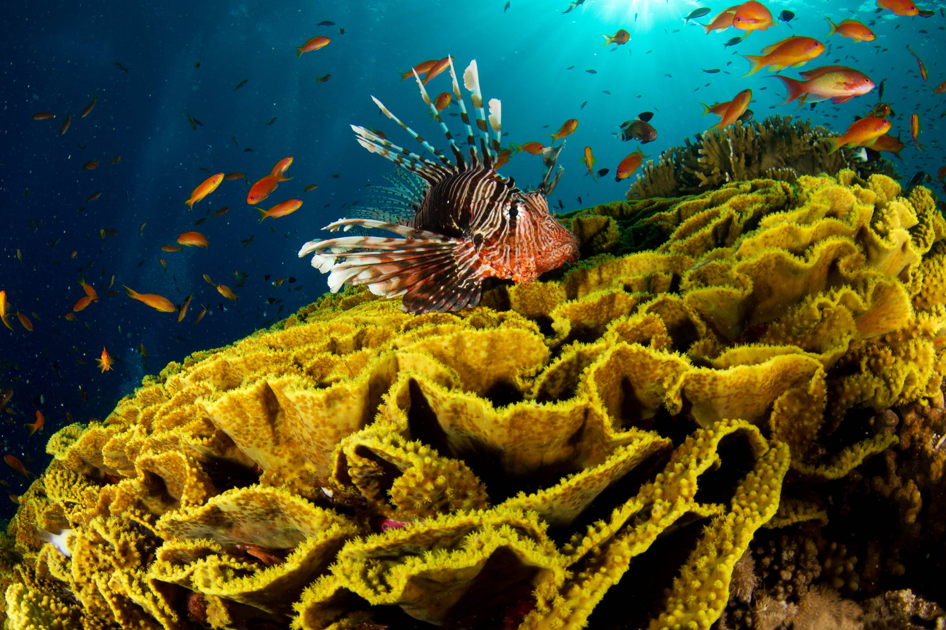 wildlife, 1080P, hard Coral, deep, corral, water, fish, aquatic, tropical Fish, scuba Diving, blue, tropical Climate, indonesia, aquarium, group of animals, HD Wallpaper