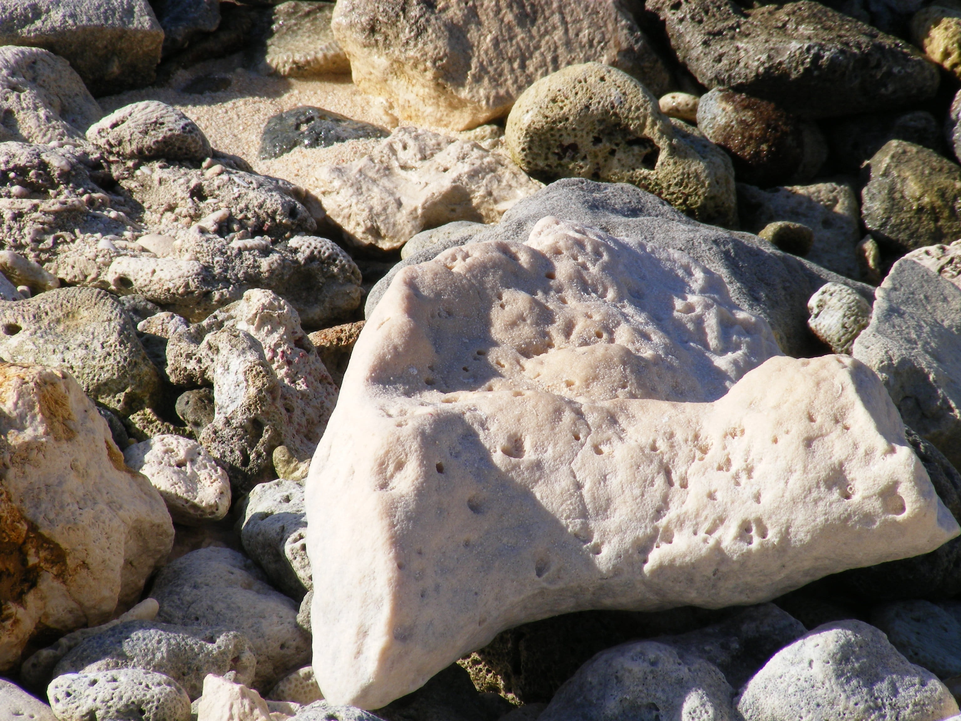 nature, day, swimming, holiday, summer, reef, sunlight, stone - object, activity, snorkel, hard, ocean, water, stone, 2K, leisure, wildlife, large group of objects, HD Wallpaper