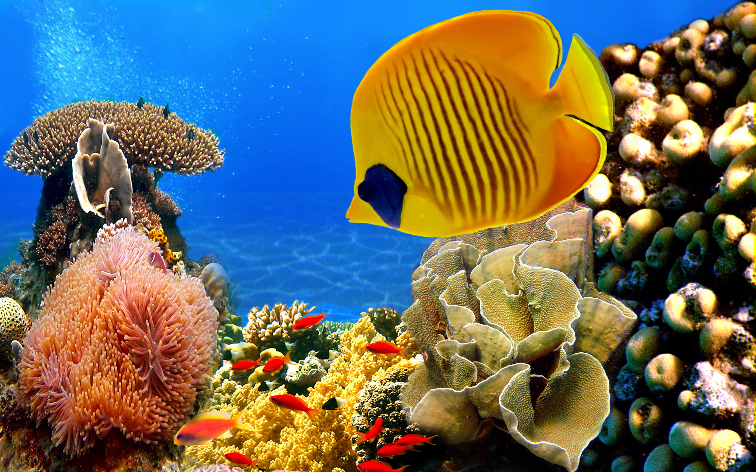animal themes, sea, scuba Diving, animal, water, blue, deep, sea Life, animals in the wild, animal wildlife, reef, nature, swimming, undersea, HD Wallpaper
