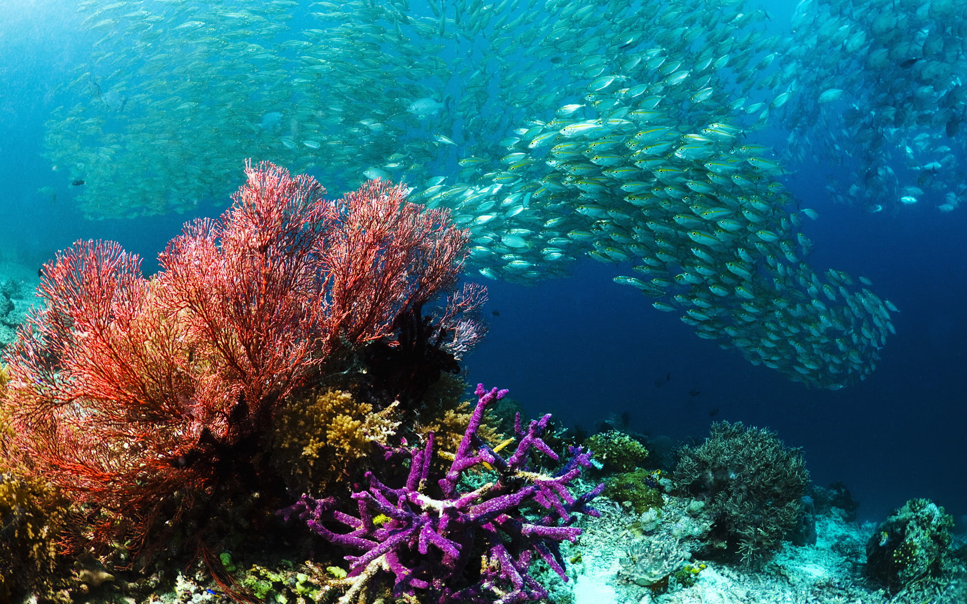 ecosystem, multi Colored, beauty In Nature, animals in the wild, vertebrate, purity, pacific Ocean, school, snorkeling, 1080P, reef, animal wildlife, coral, HD Wallpaper