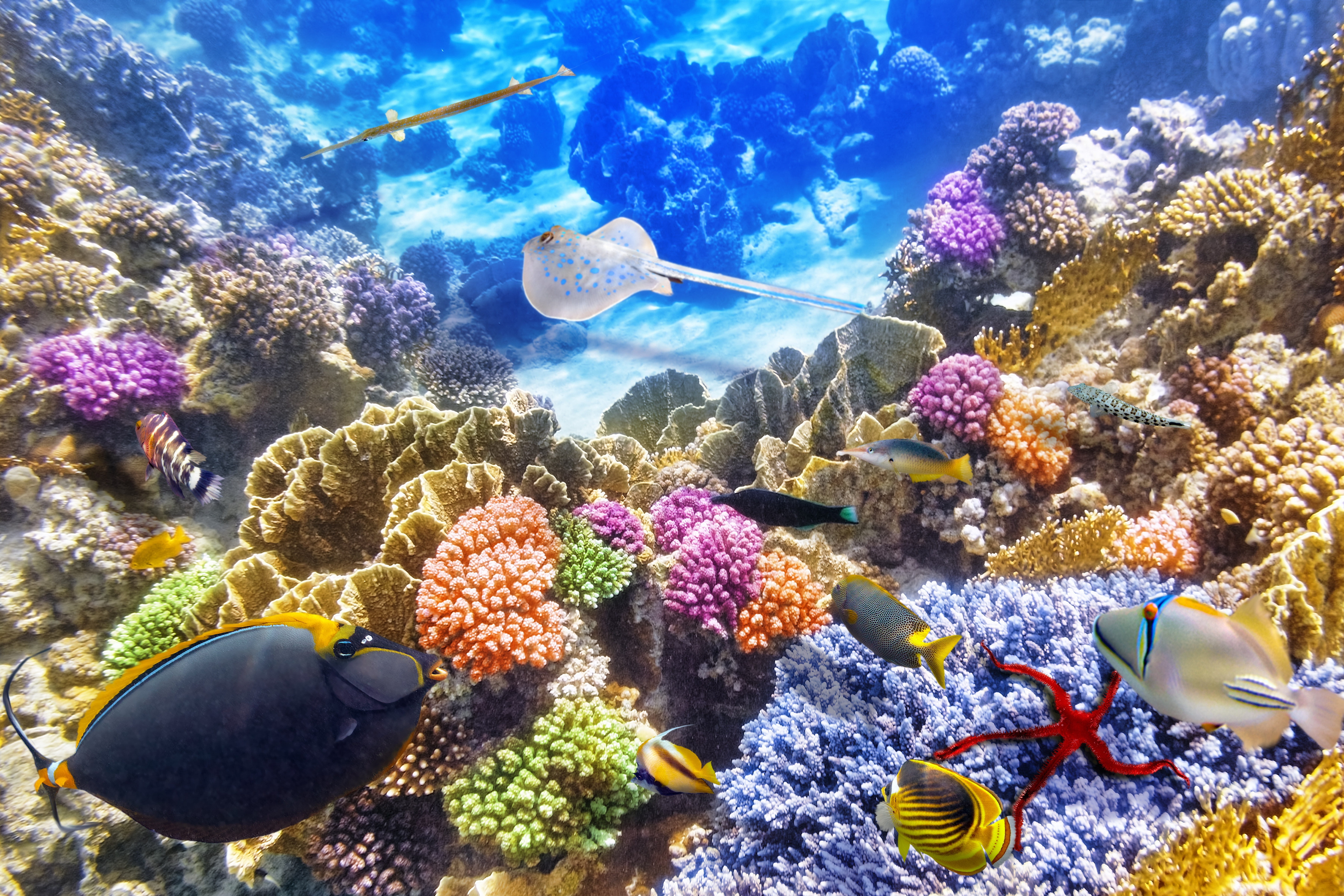 hard Coral, world, nature, 5K, beauty in nature, fishes, invertebrate, animal wildlife, no people, sea, deep, wildlife, group of animals, marine, coral reef, HD Wallpaper