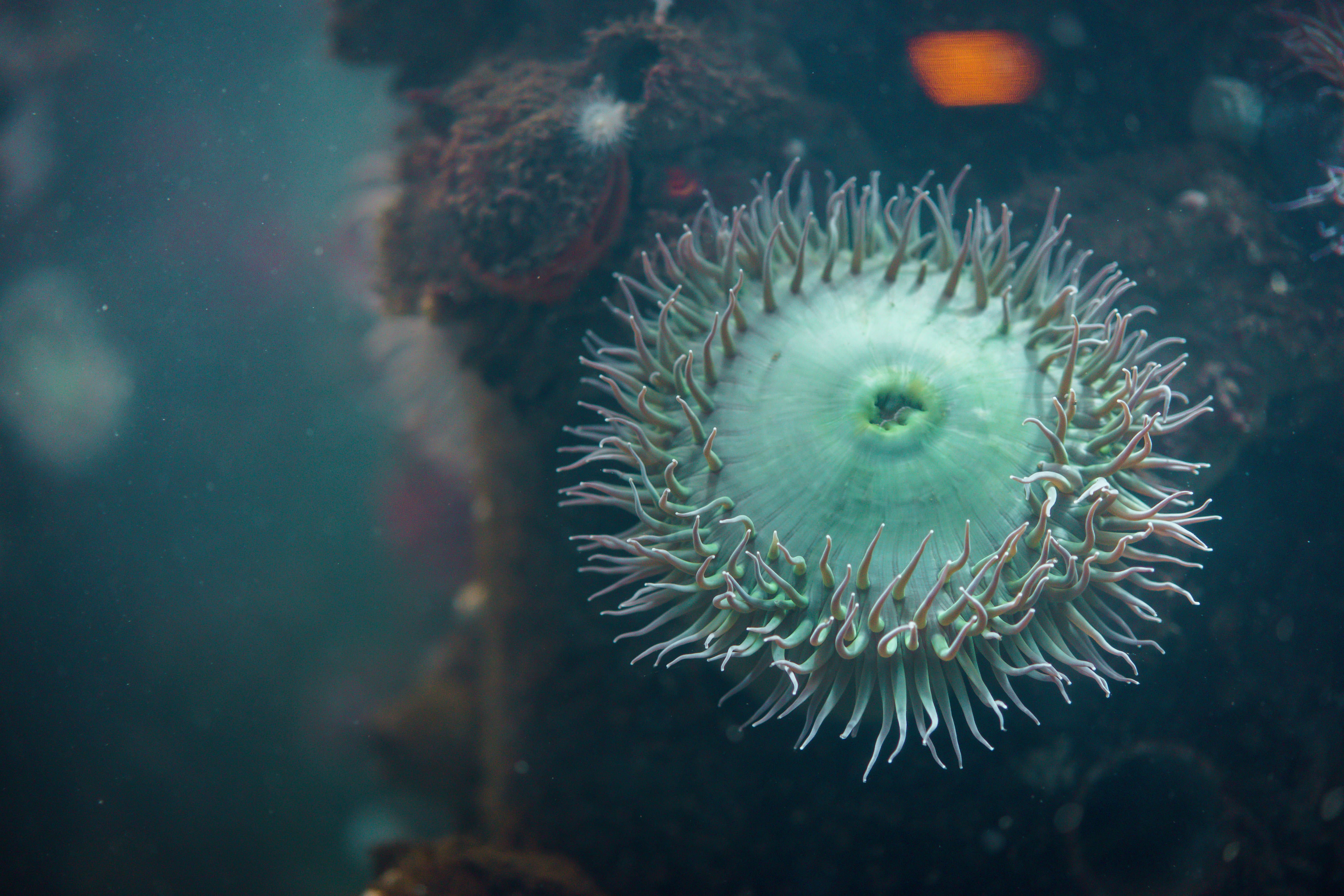 sea, sea life, bubbles, outdoors, undersea, animal wildlife, ecosystem, tentacles, anemone, no people, beauty in nature, close-up, animal, water, sea anemone, HD Wallpaper